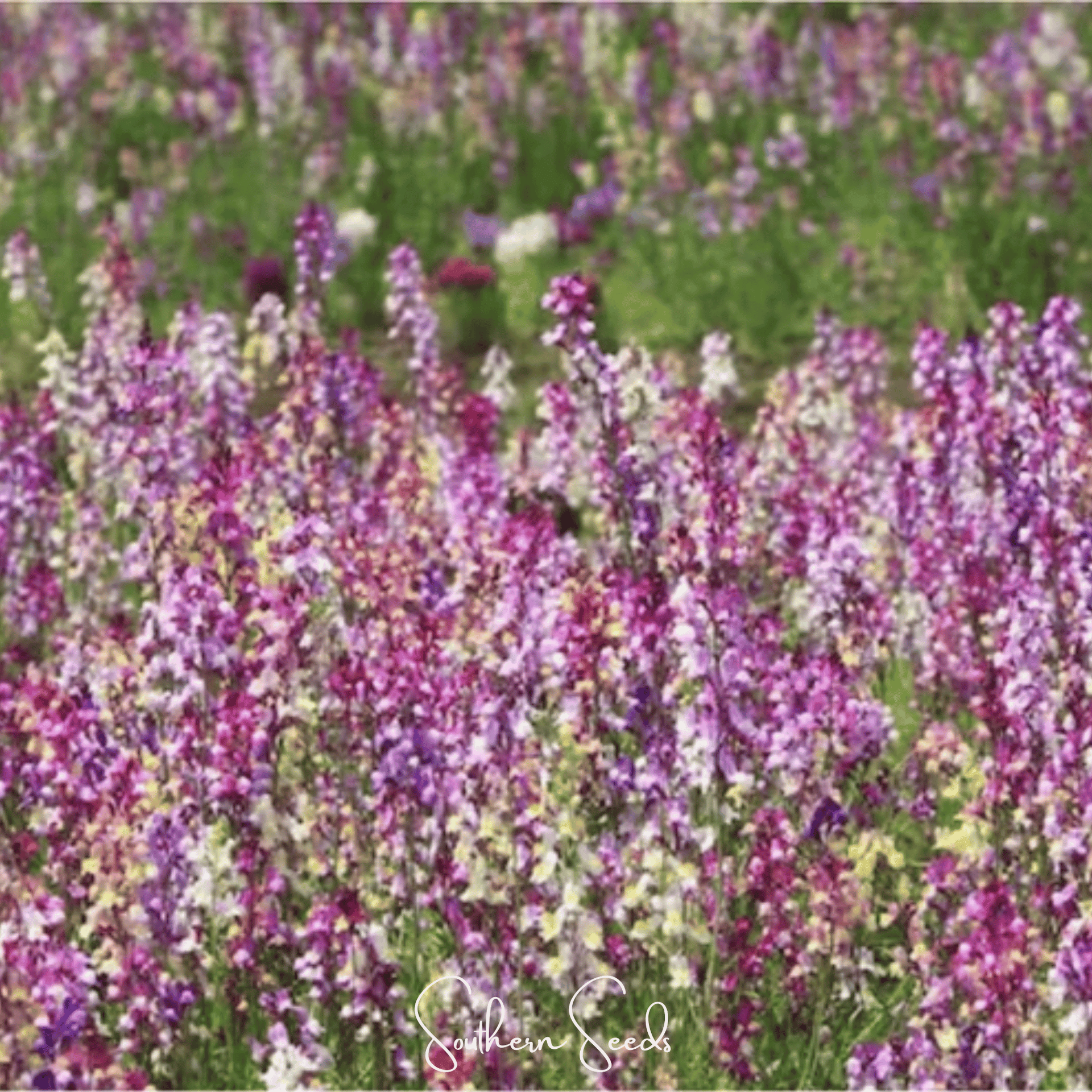 Northern Lights Toadflax Mix – 200 Seeds