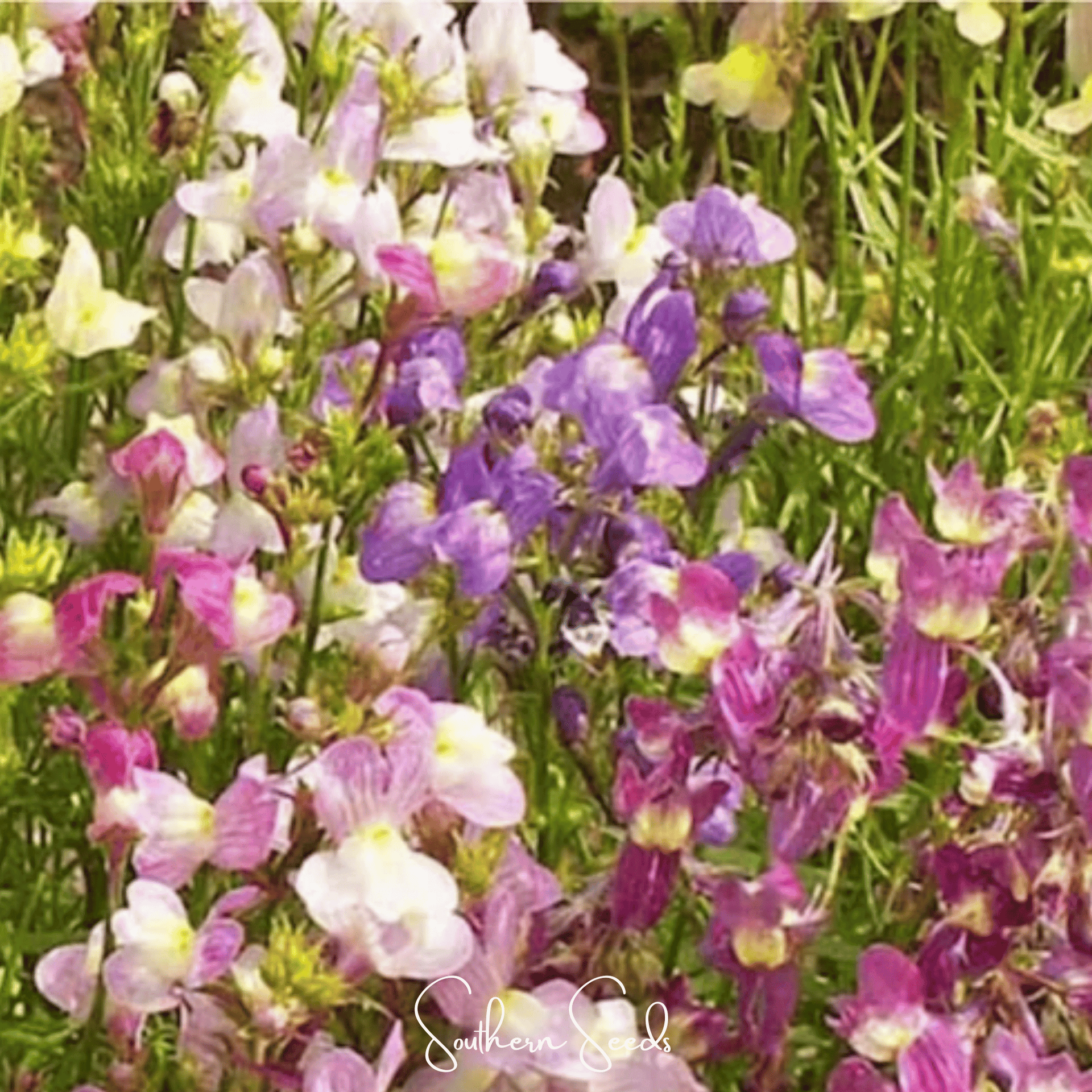 Northern Lights Toadflax Mix – 200 Seeds