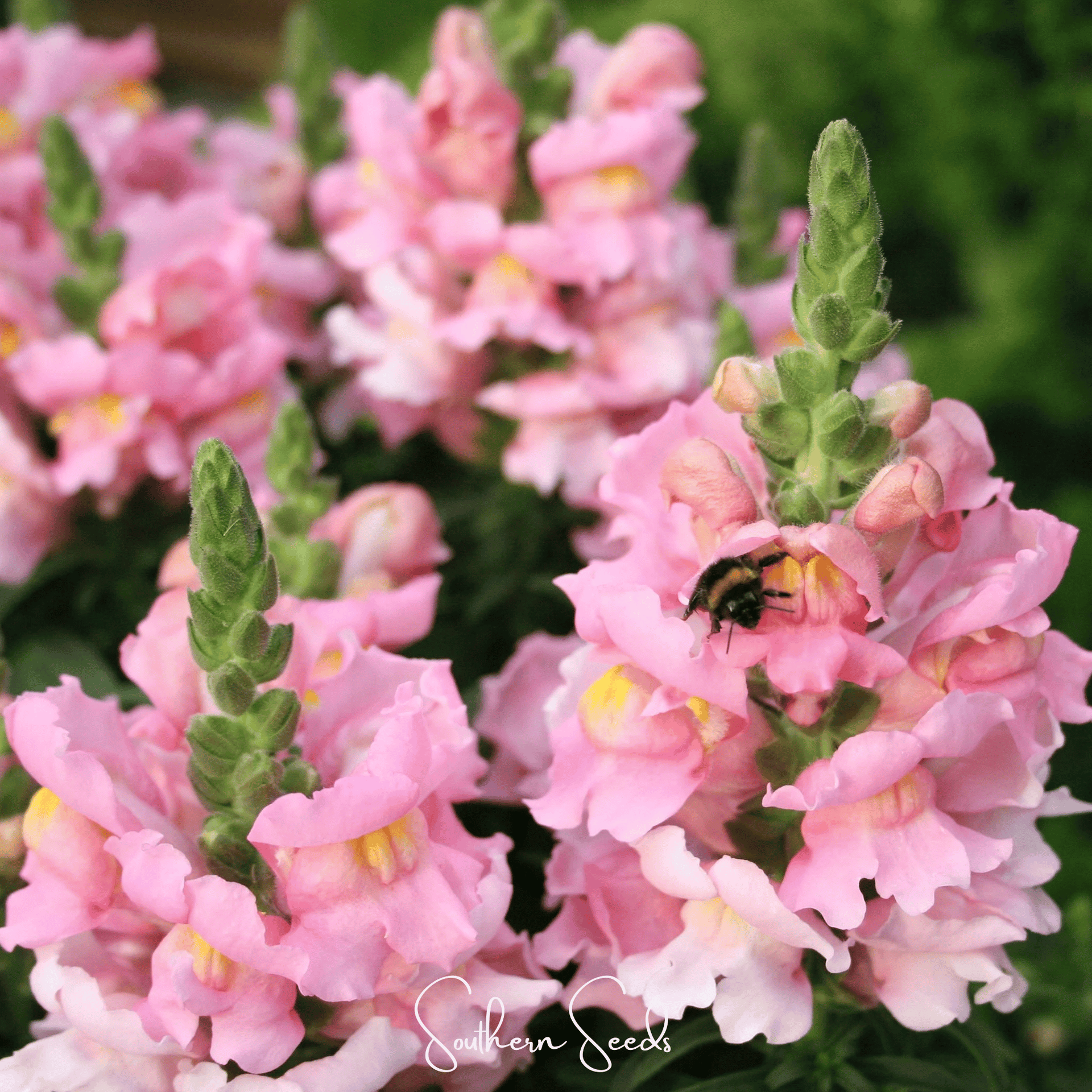 Rose Snapdragon – 200 Seeds