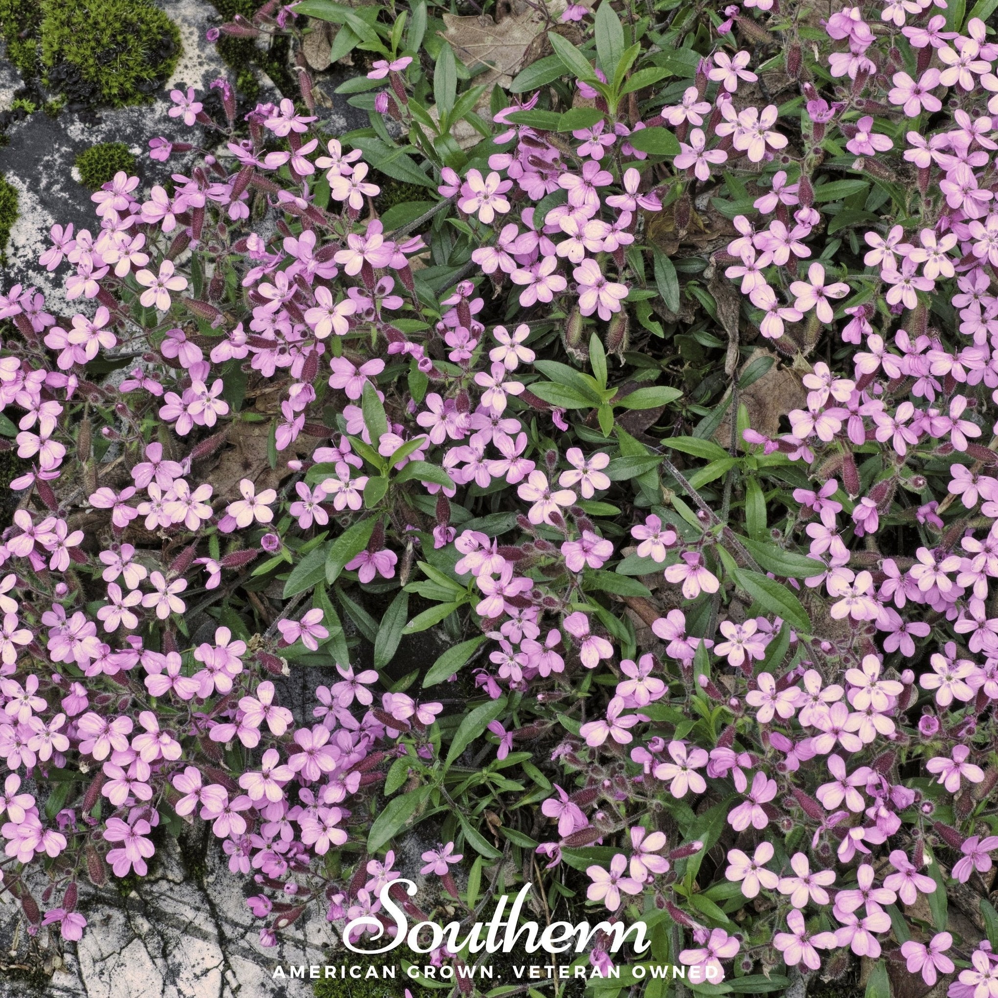 Rock Soapwort – 100 Seeds