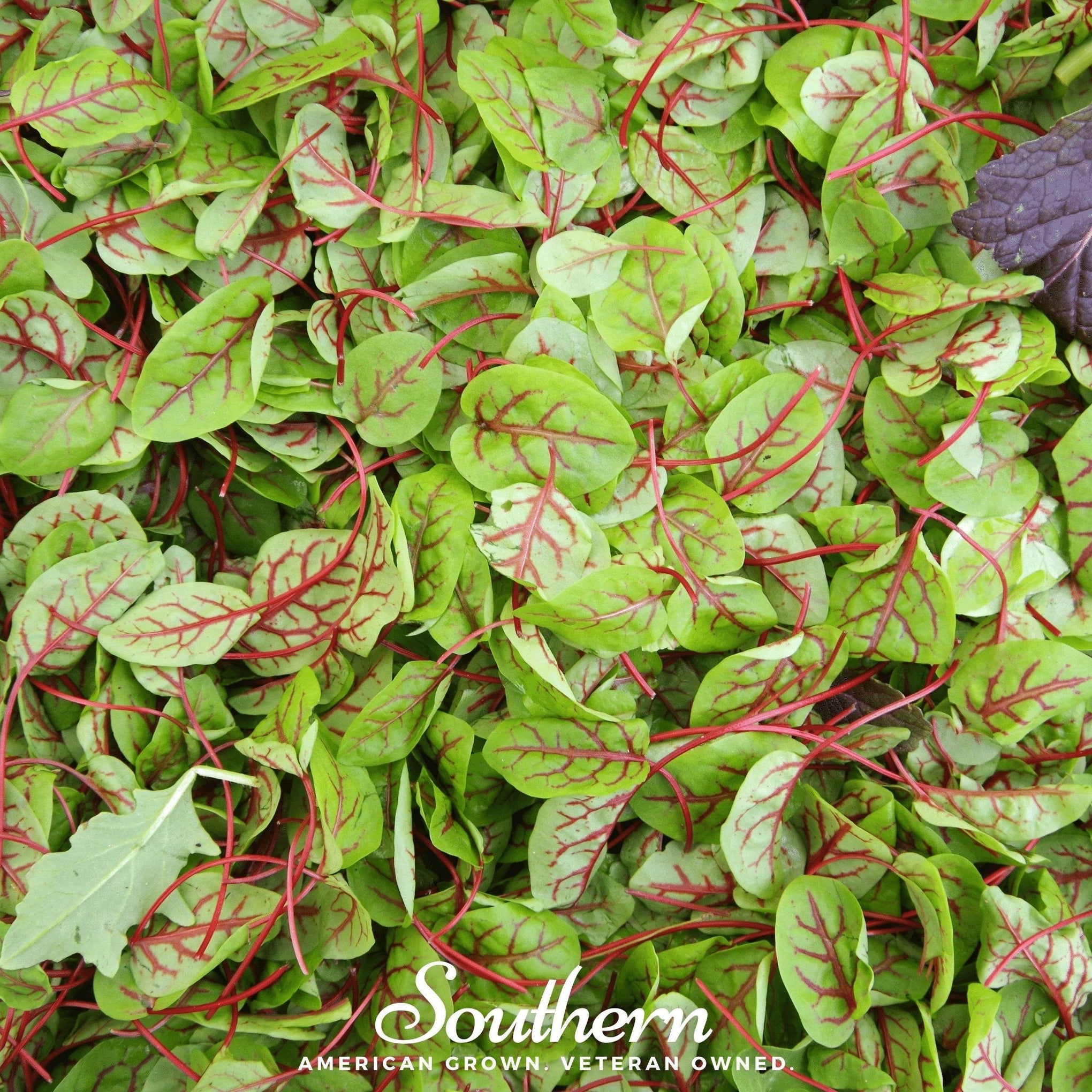 Red Veined Sorrel – 200 Seeds