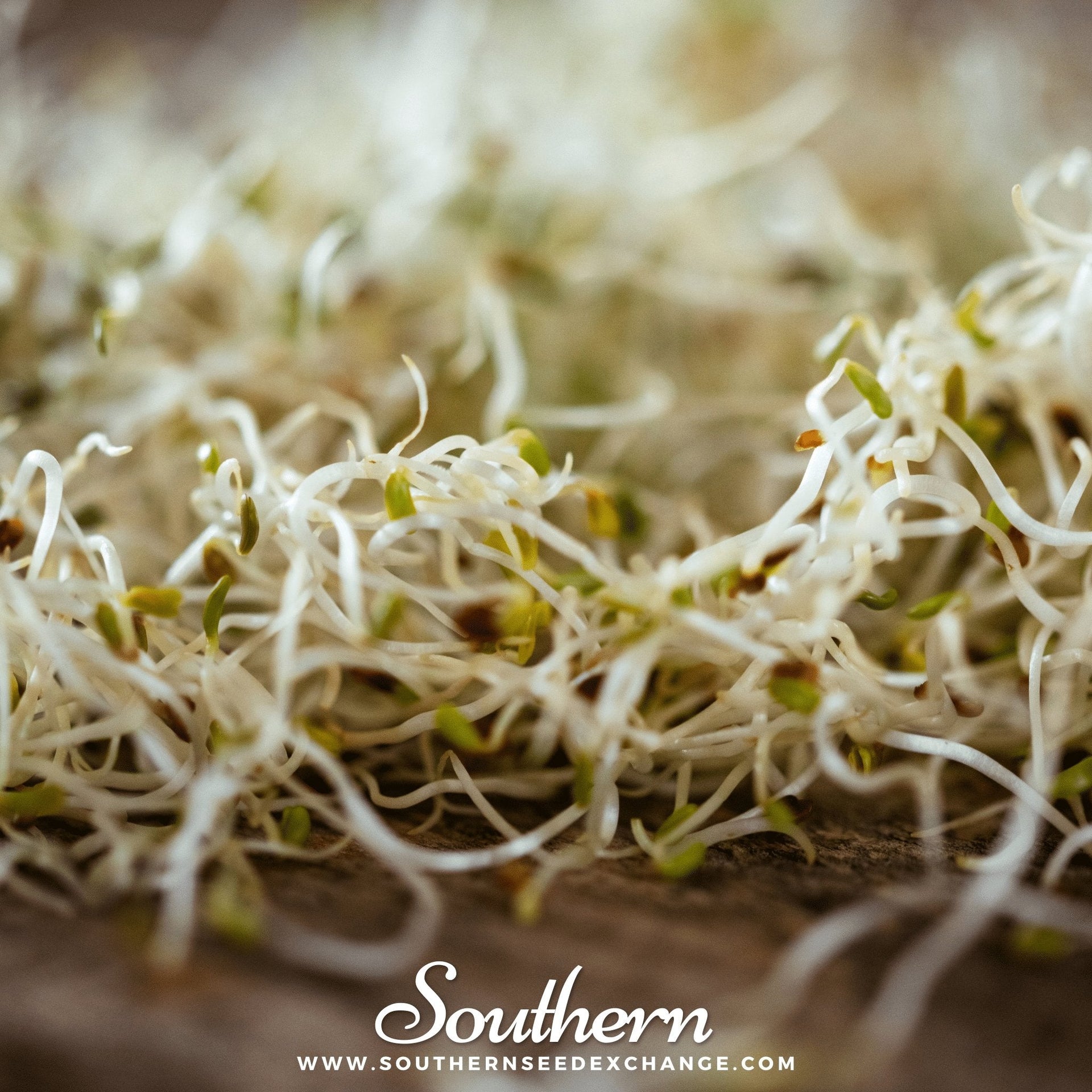 Alfalfa Sprout – 500 Seeds