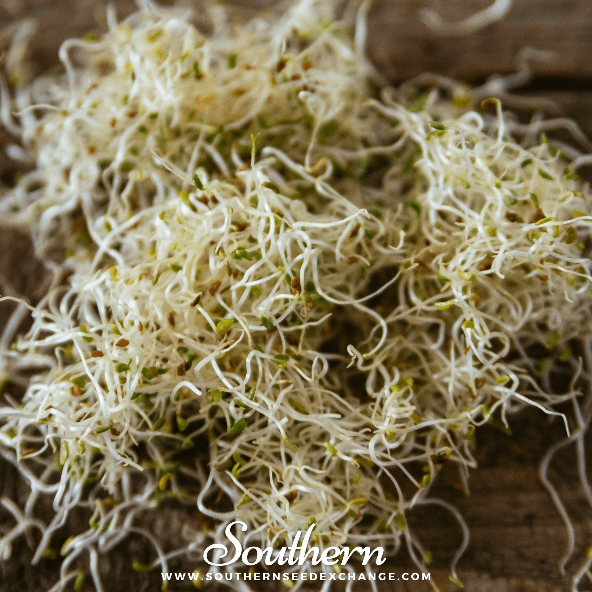 Alfalfa Sprout – 500 Seeds