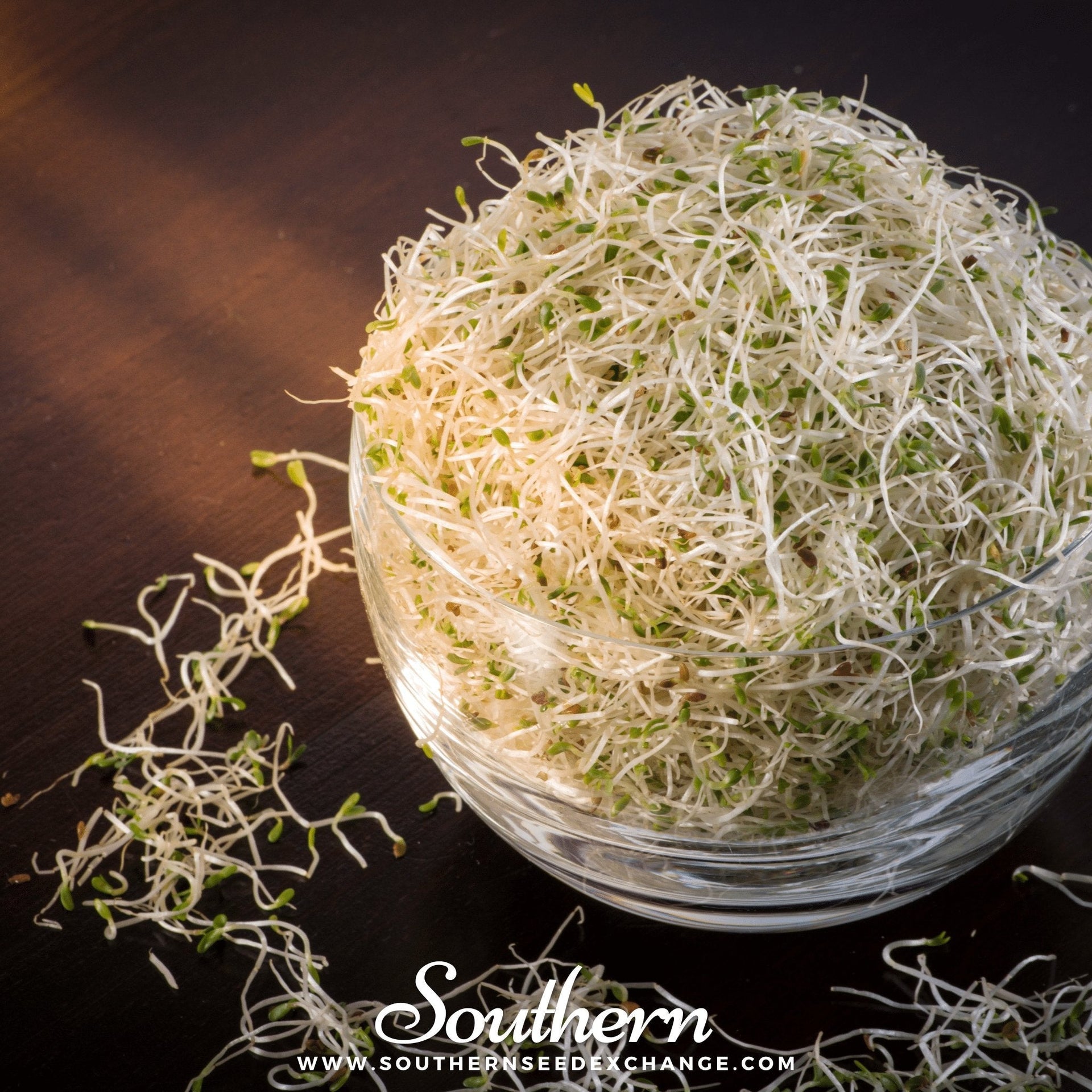 Alfalfa Sprout – 500 Seeds