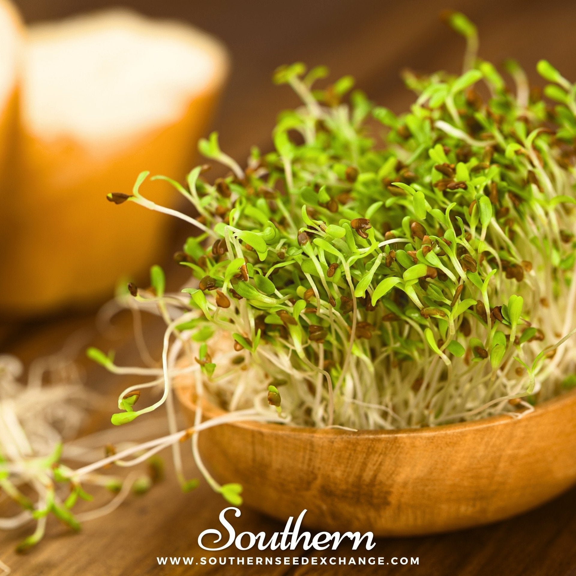 Alfalfa Sprout – 500 Seeds