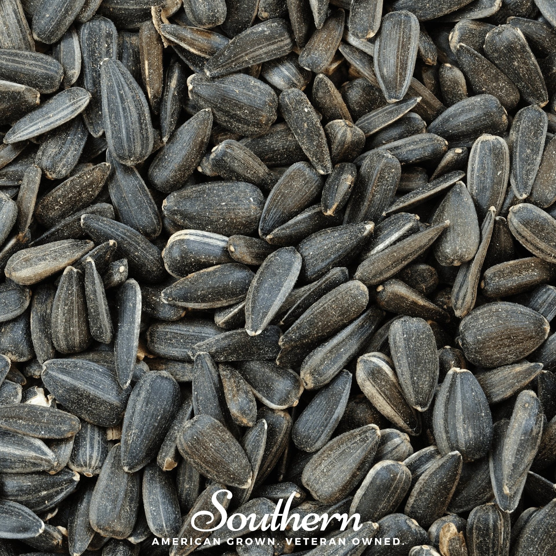 Black Oil Sunflower Sprout – 500 Seeds