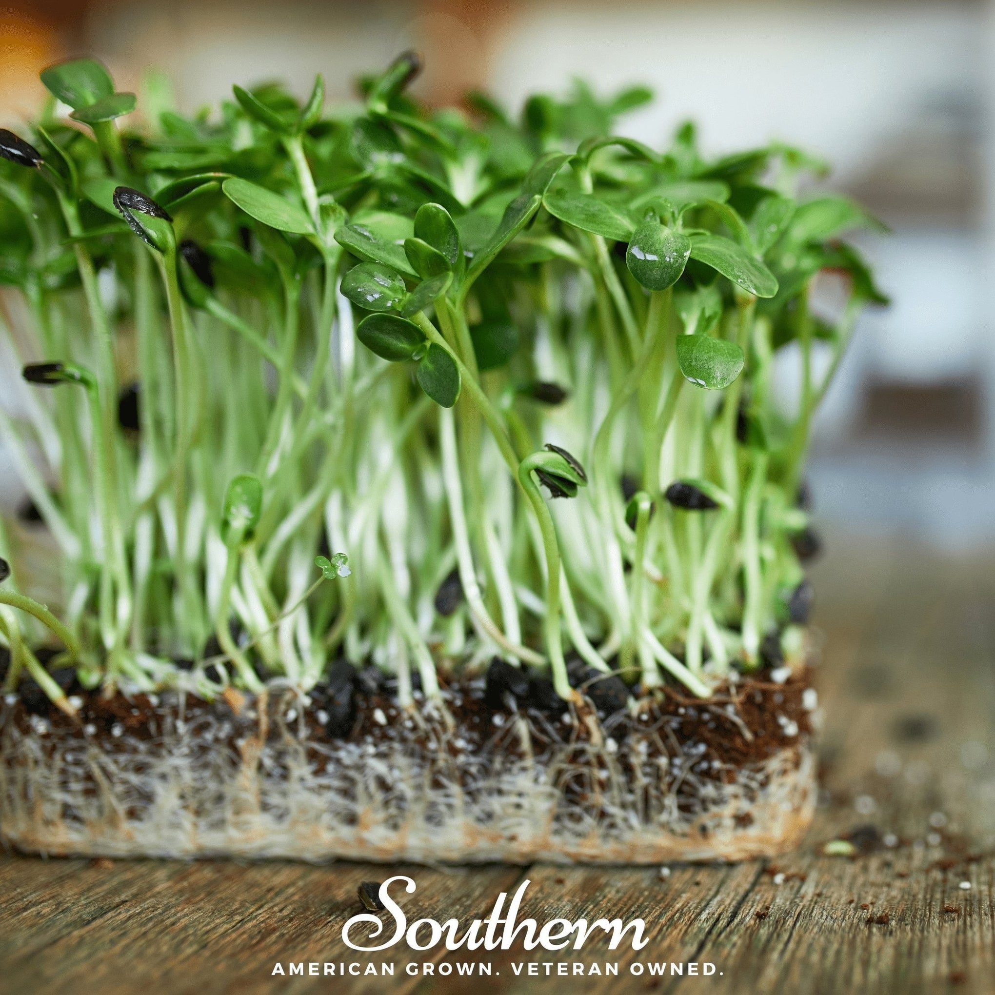 Black Oil Sunflower Sprout – 500 Seeds