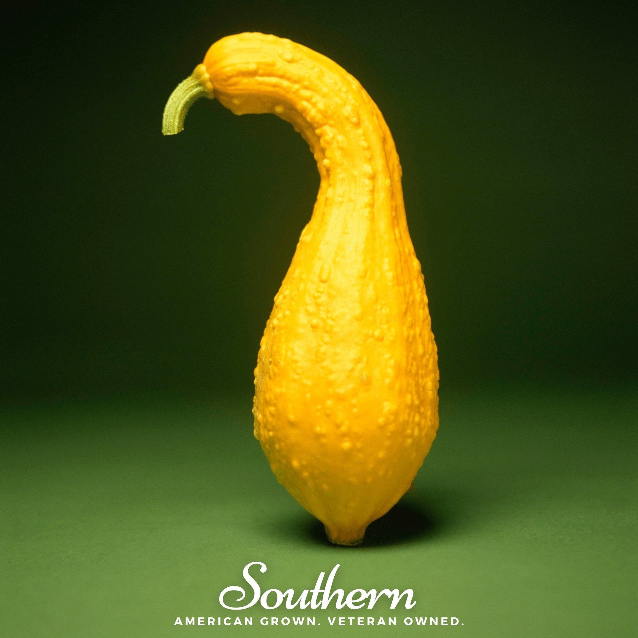 Crookneck Summer Squash – 50 Seeds