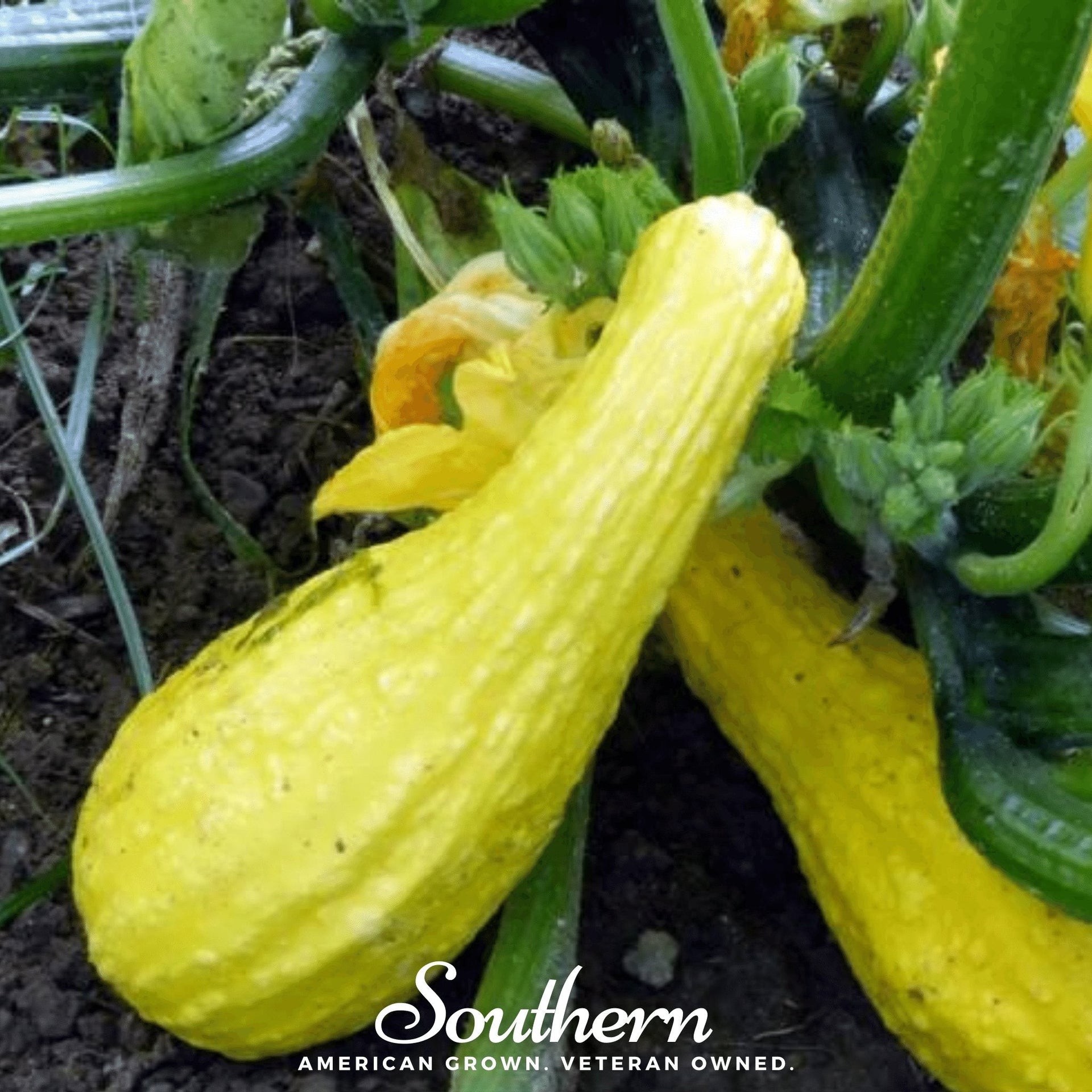 Crookneck Summer Squash – 50 Seeds