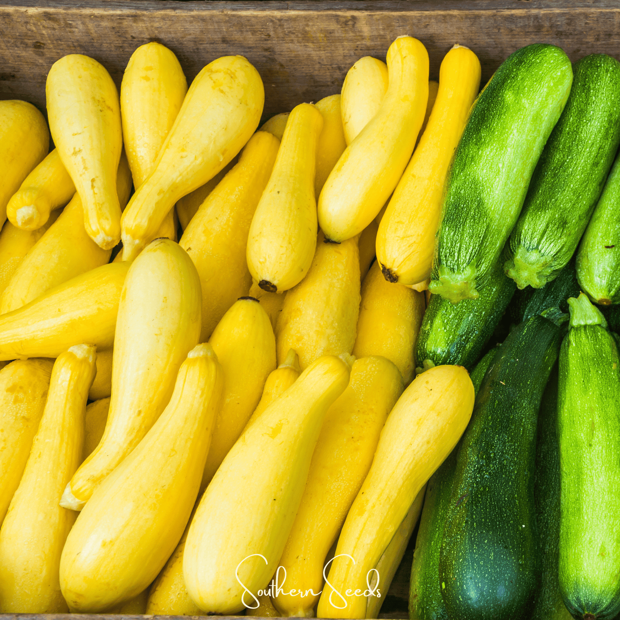 Early Prolific Straightneck Squash – 50 Seeds