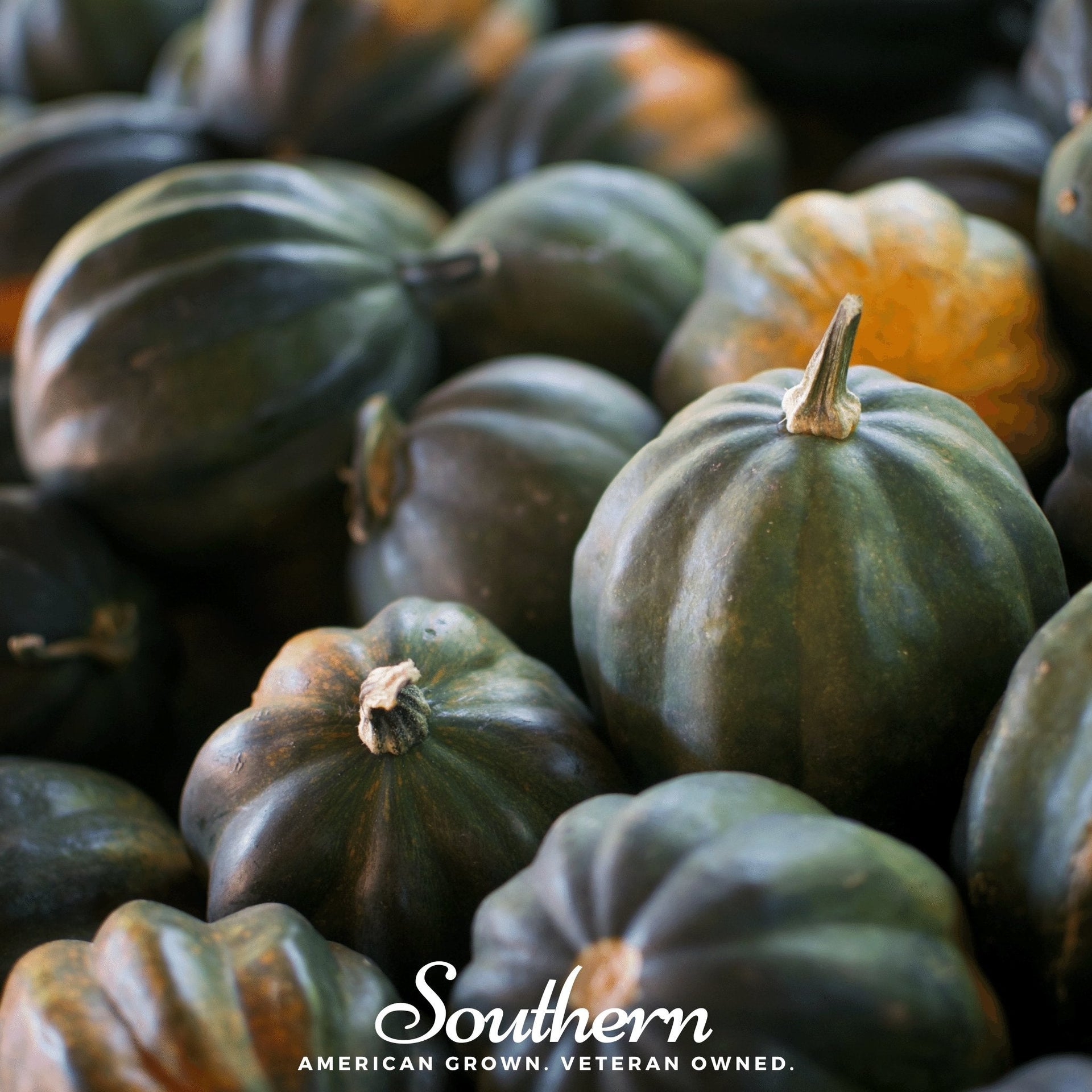 Table Queen Acorn Winter Squash – 25 Seed