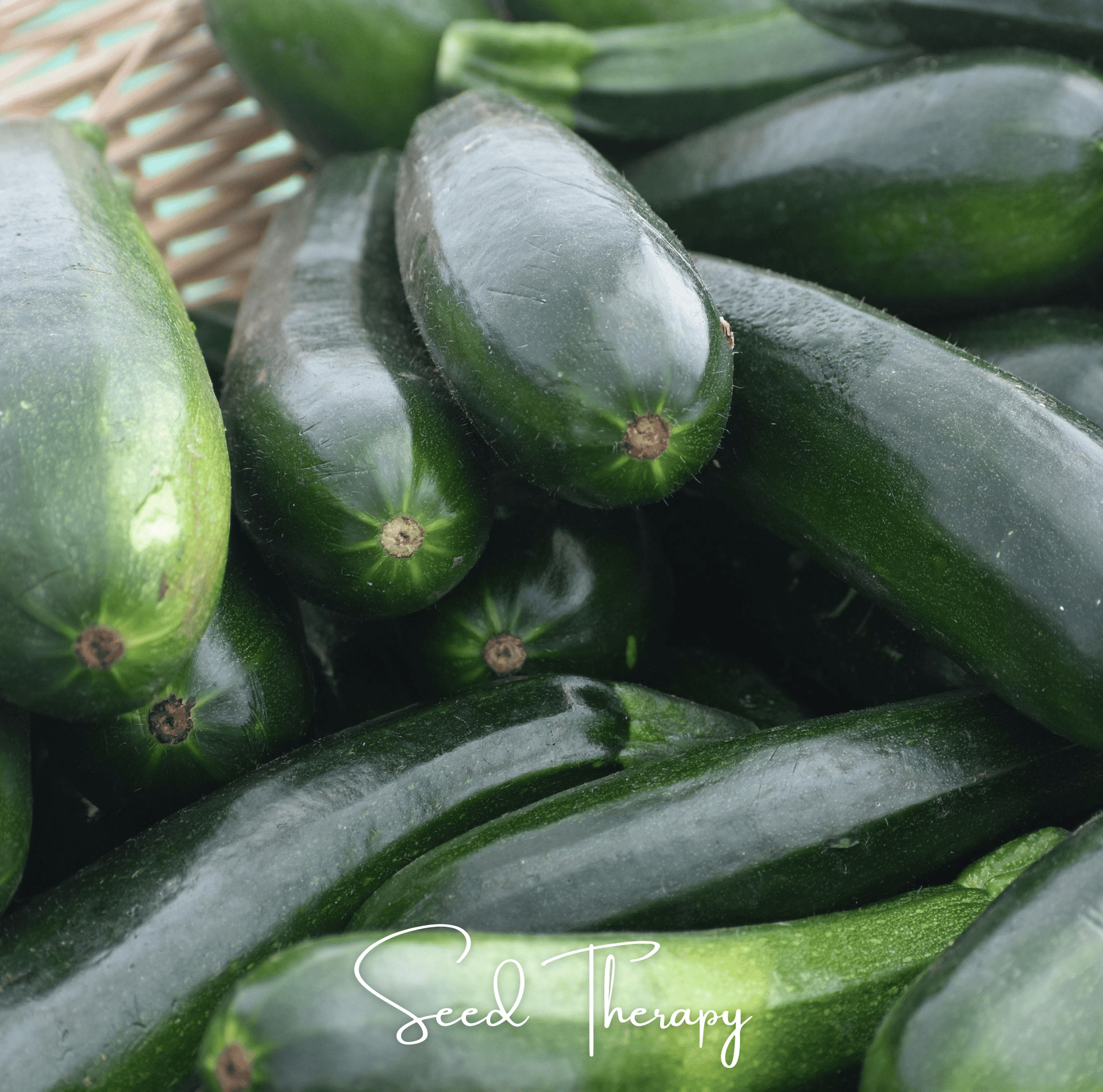 Black Beauty Summer Zucchini Squash – 25 Seeds