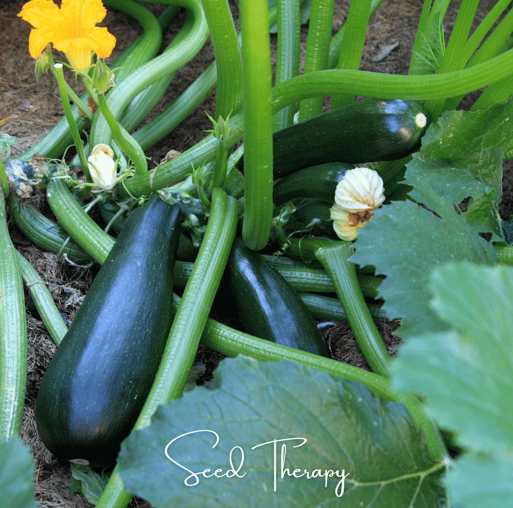 Black Beauty Summer Zucchini Squash – 25 Seeds