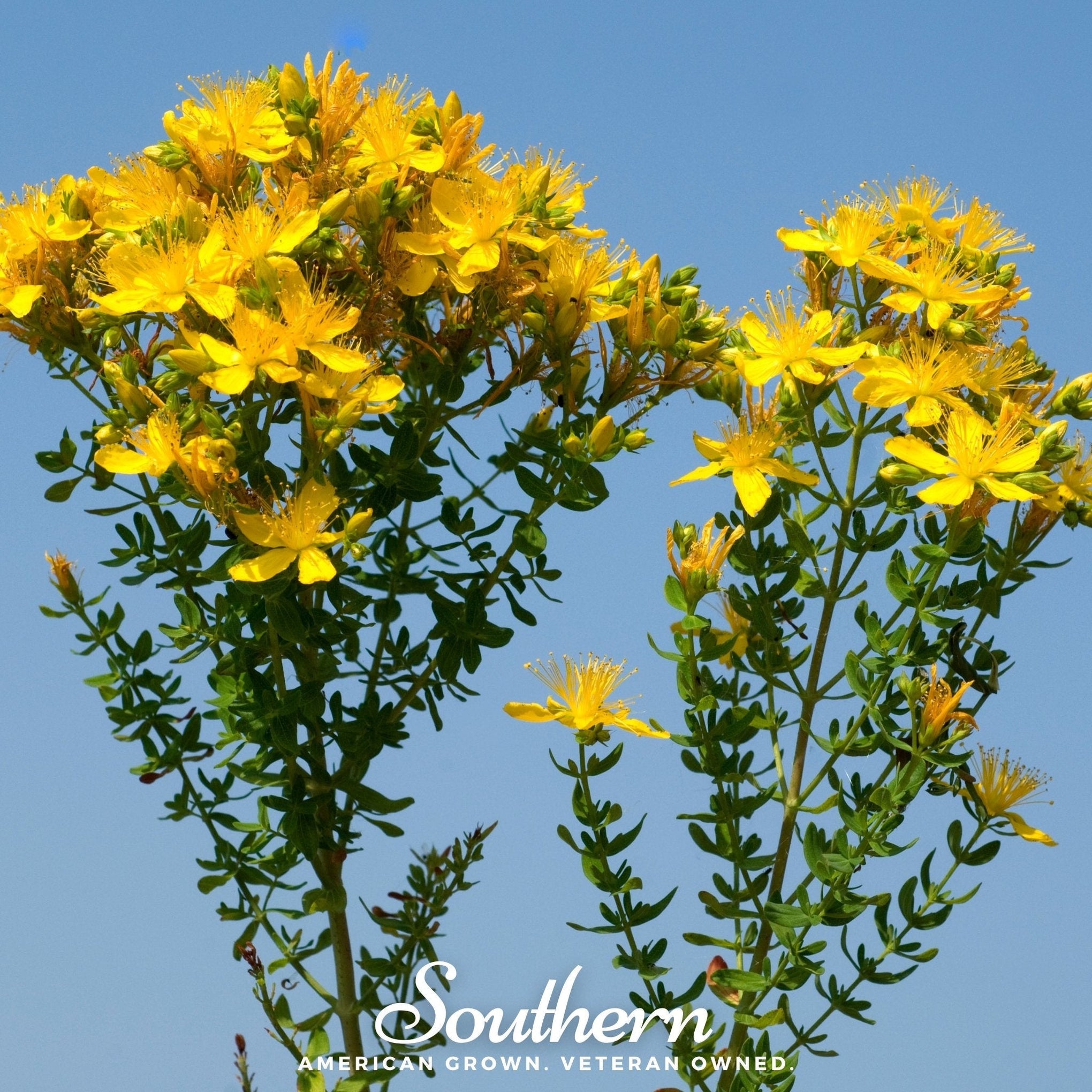 Greater St. John’s Wort – 100 Seeds