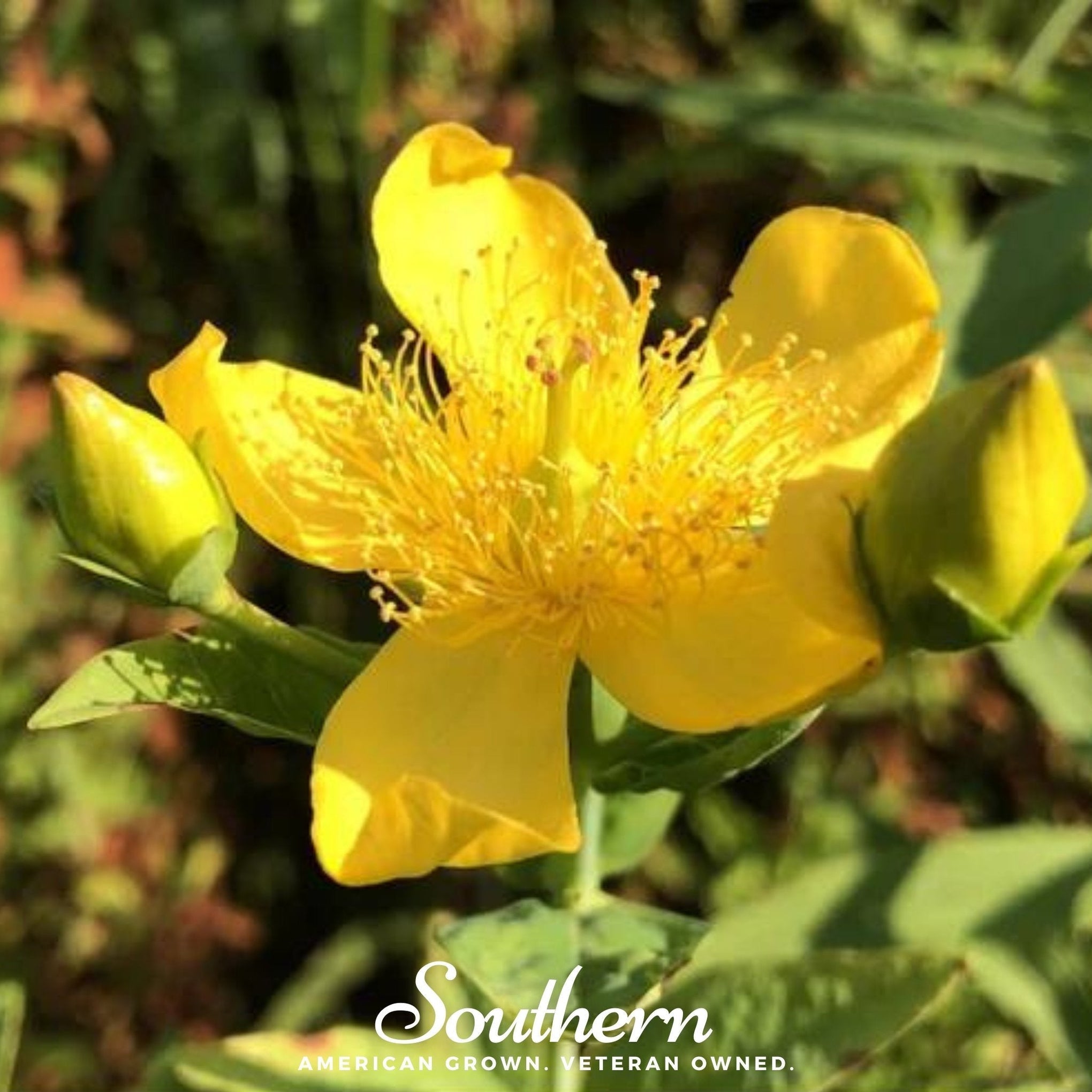 Greater St. John’s Wort – 100 Seeds