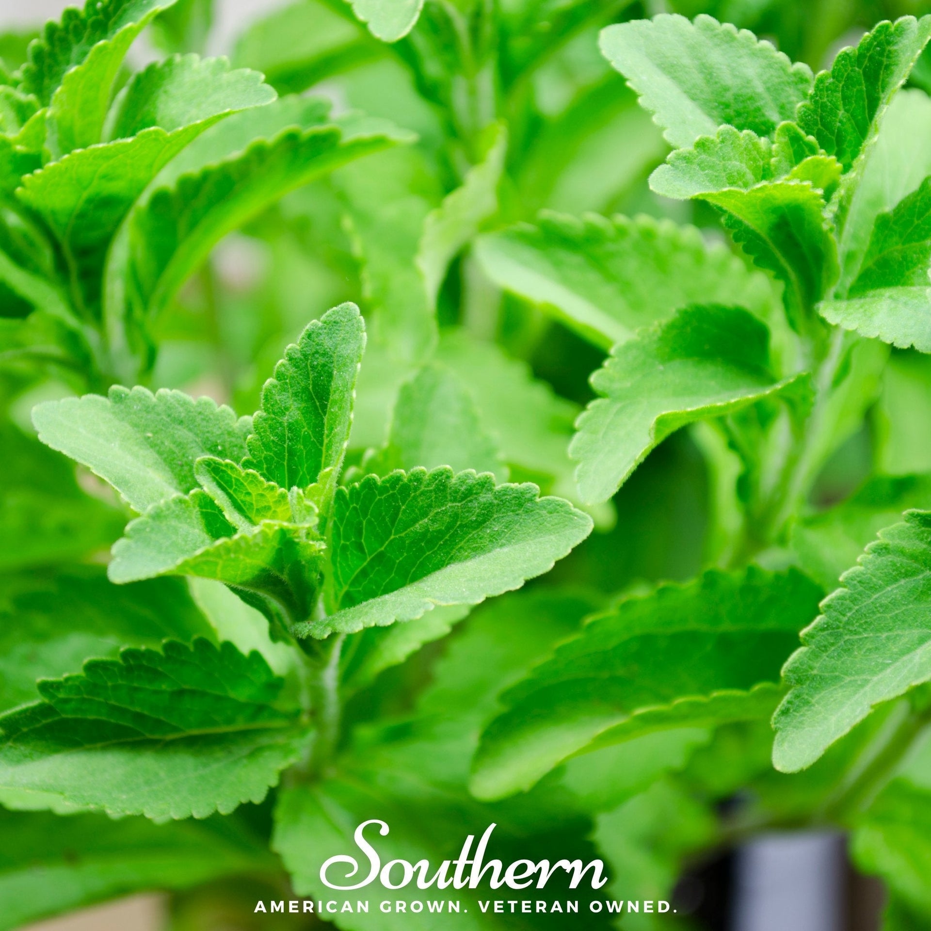 Stevia – 50 Seeds
