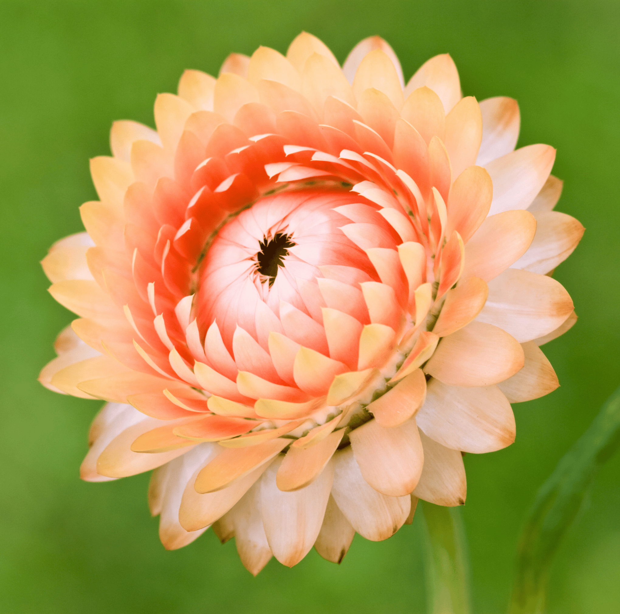 Apricot Peach Strawflower – 25 Seeds