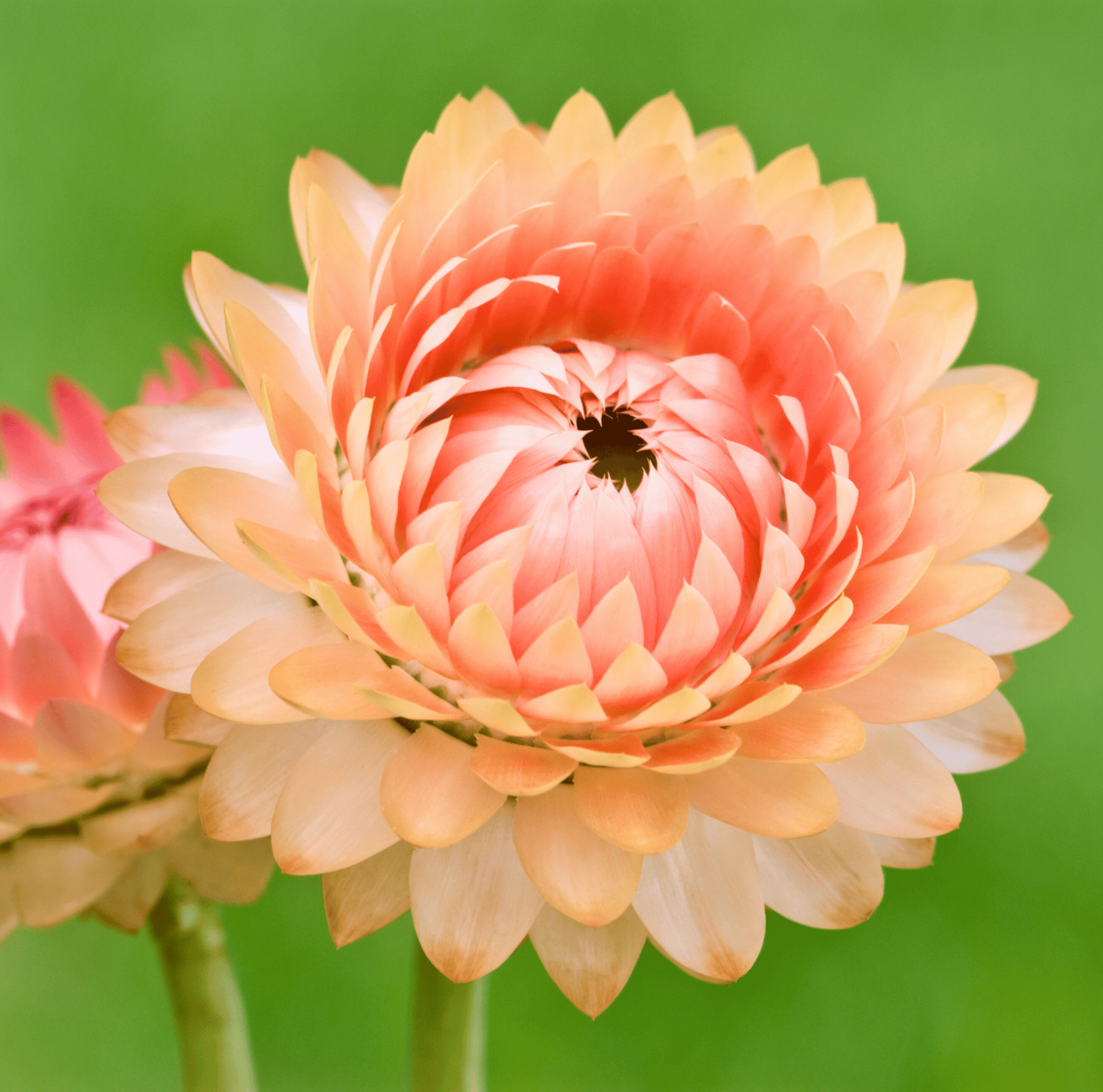 Apricot Peach Strawflower – 25 Seeds