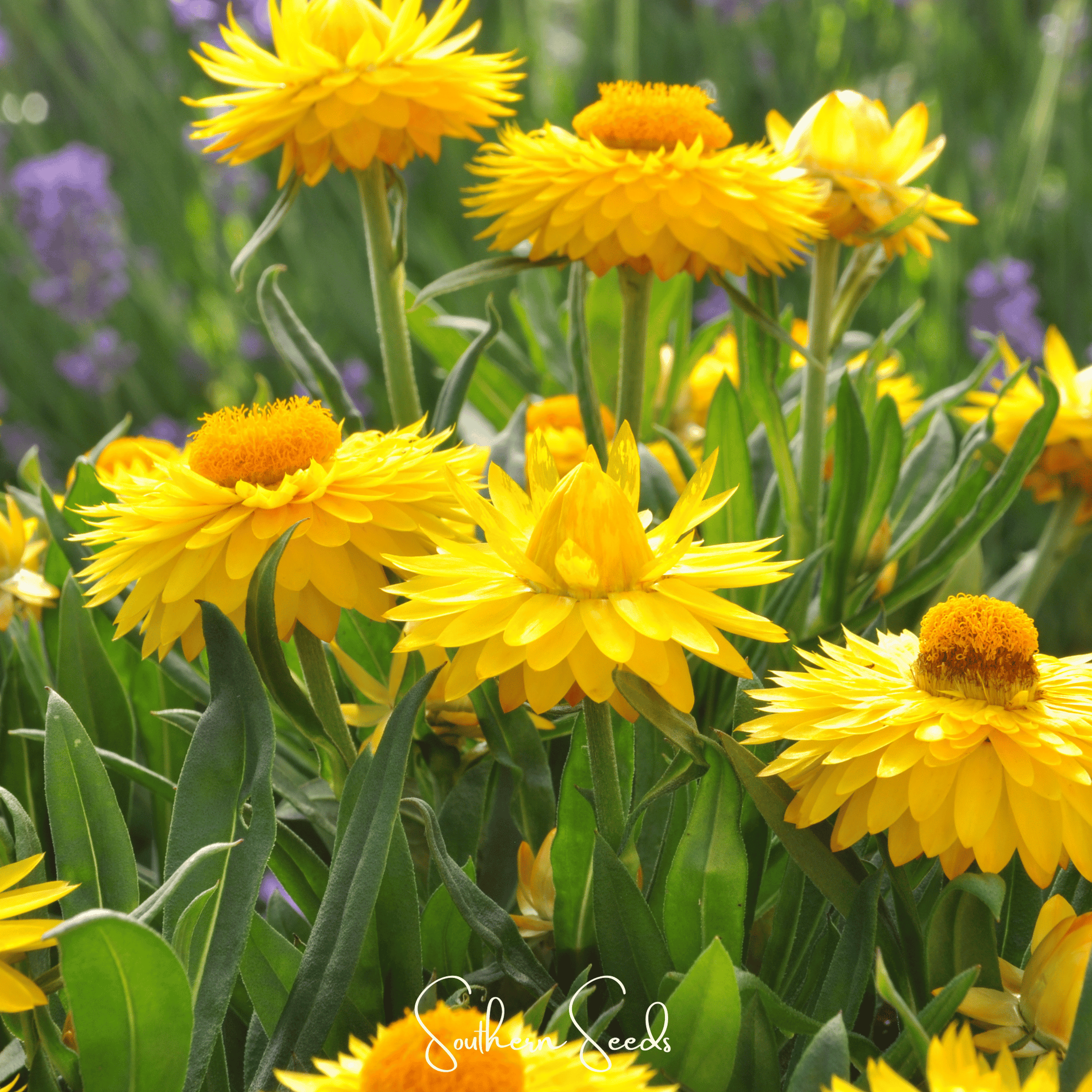 Yellow Strawflower – 100 Seeds