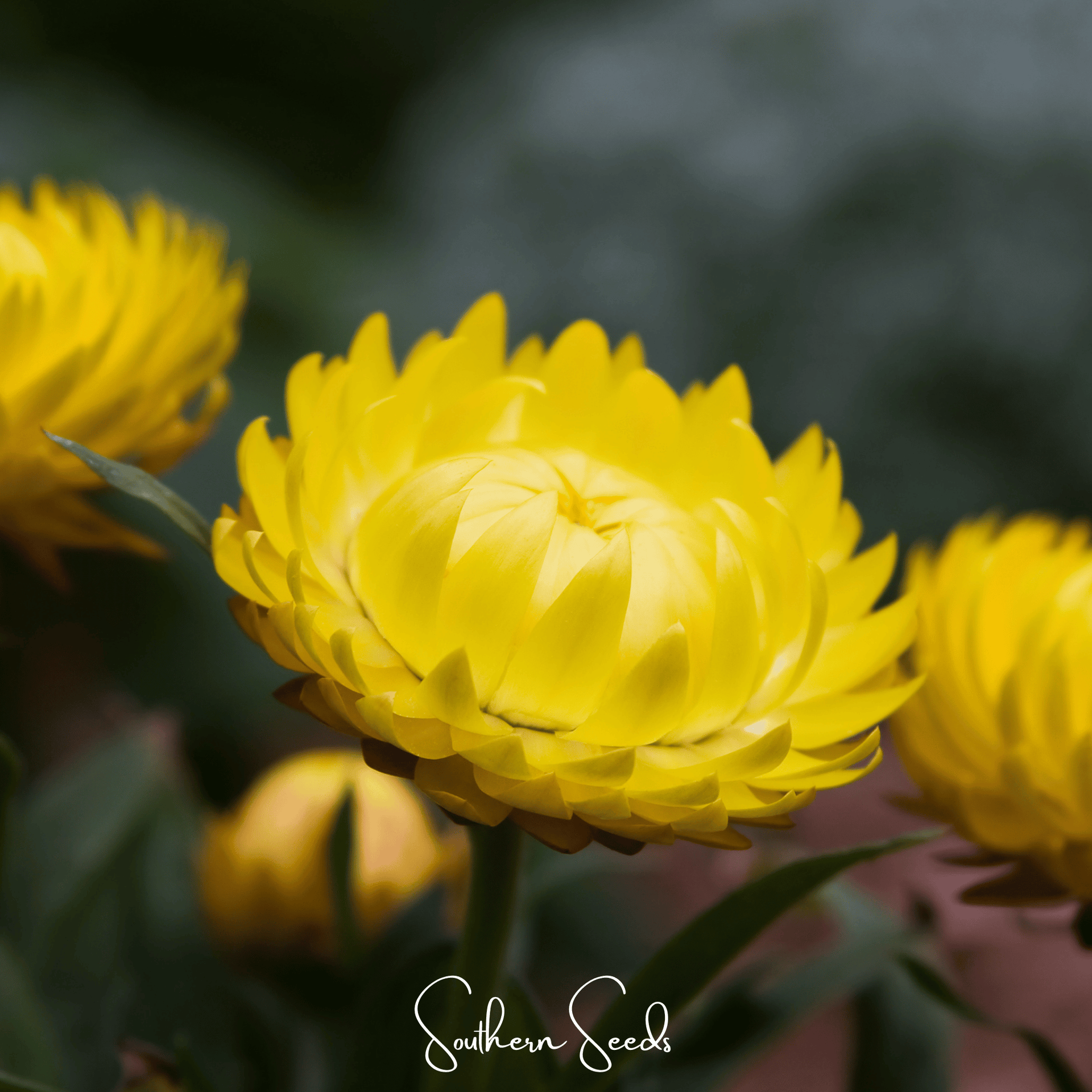 Yellow Strawflower – 100 Seeds