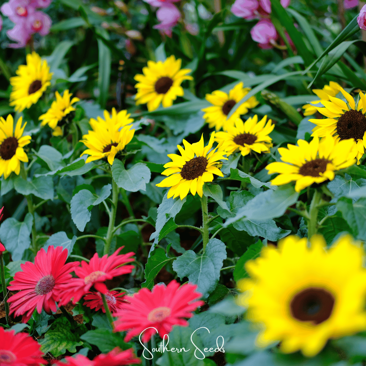 Incredible Dwarf Sunflower – 20 Seeds – lifeintheplantlane