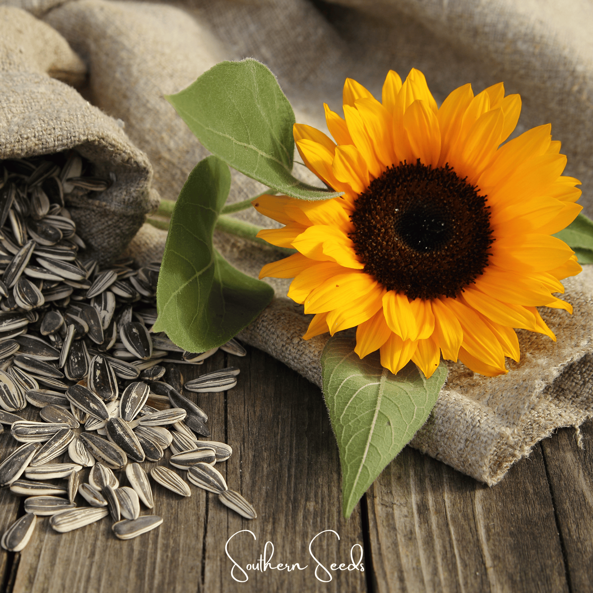 Incredible Dwarf Sunflower – 20 Seeds