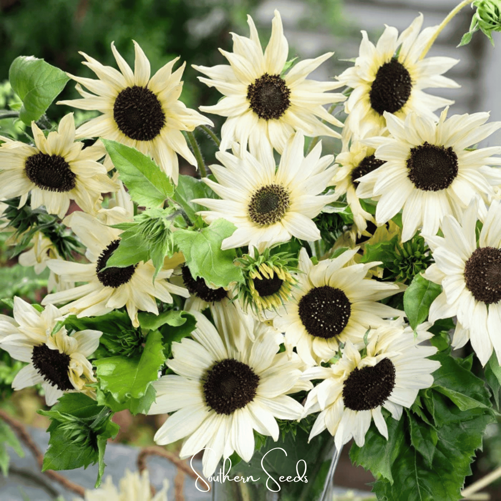 Italian White Sunflower – 25 Seeds