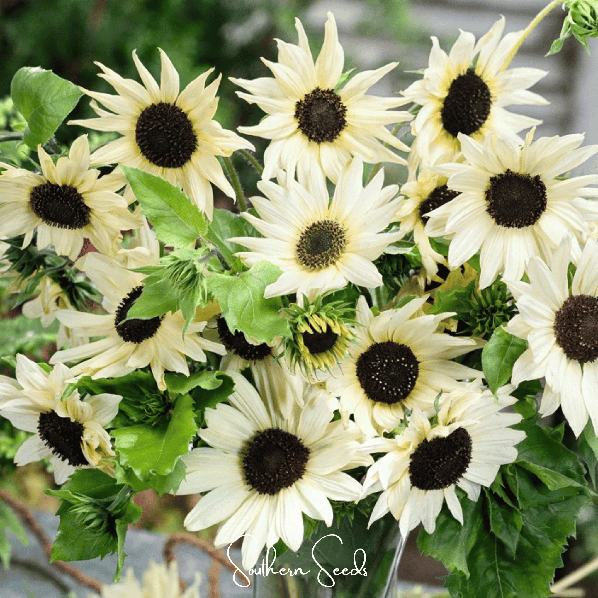 Italian White Sunflower – 25 Seeds