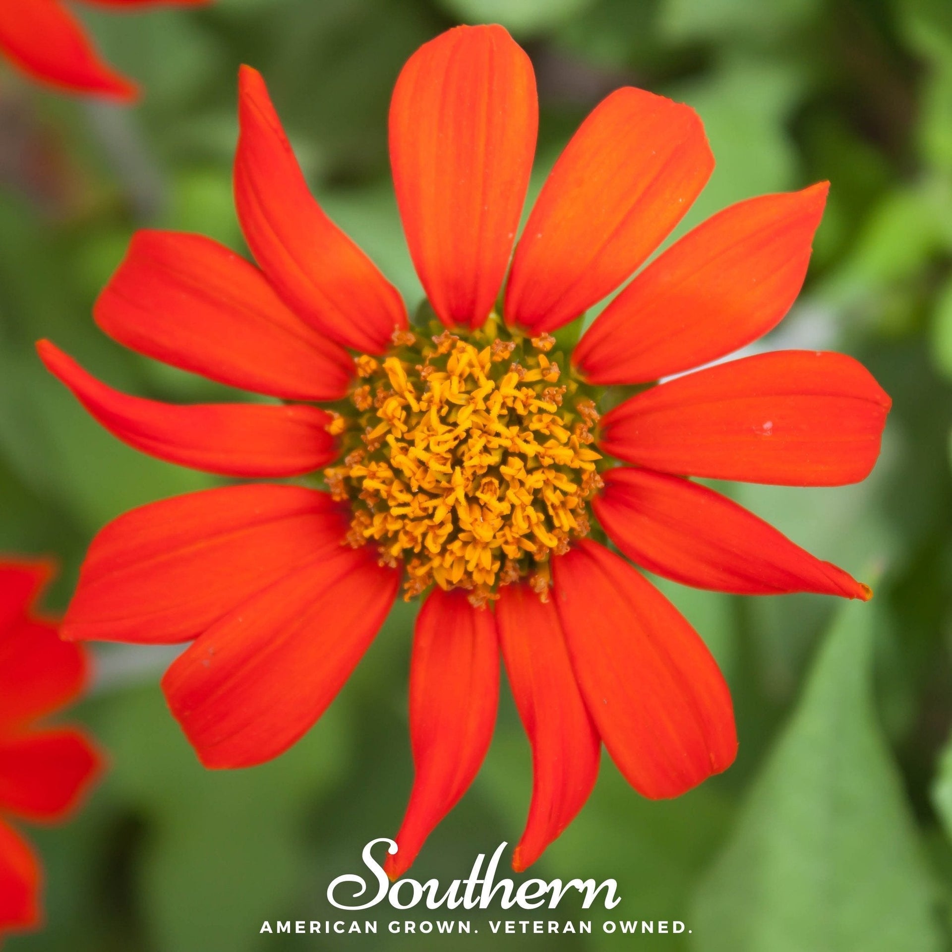 Mexican Sunflower – 50 Seeds