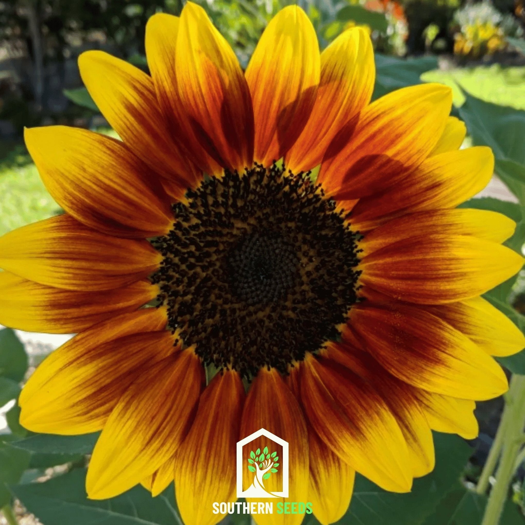 Ring of Fire Sunflower – 25 Seeds