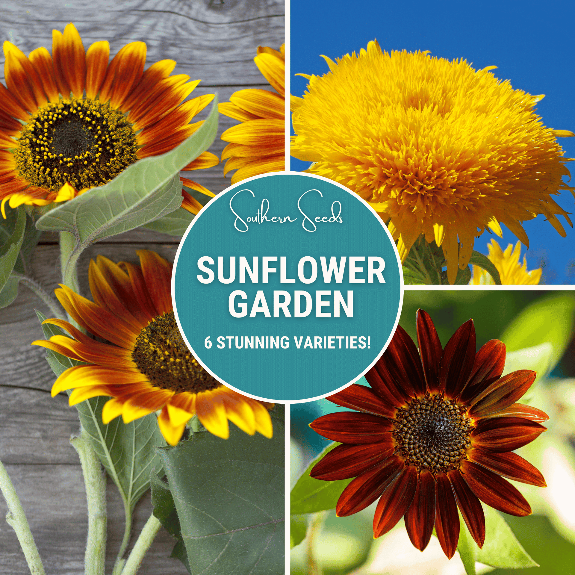 Sunflower Seed Collection – 6 Varieties