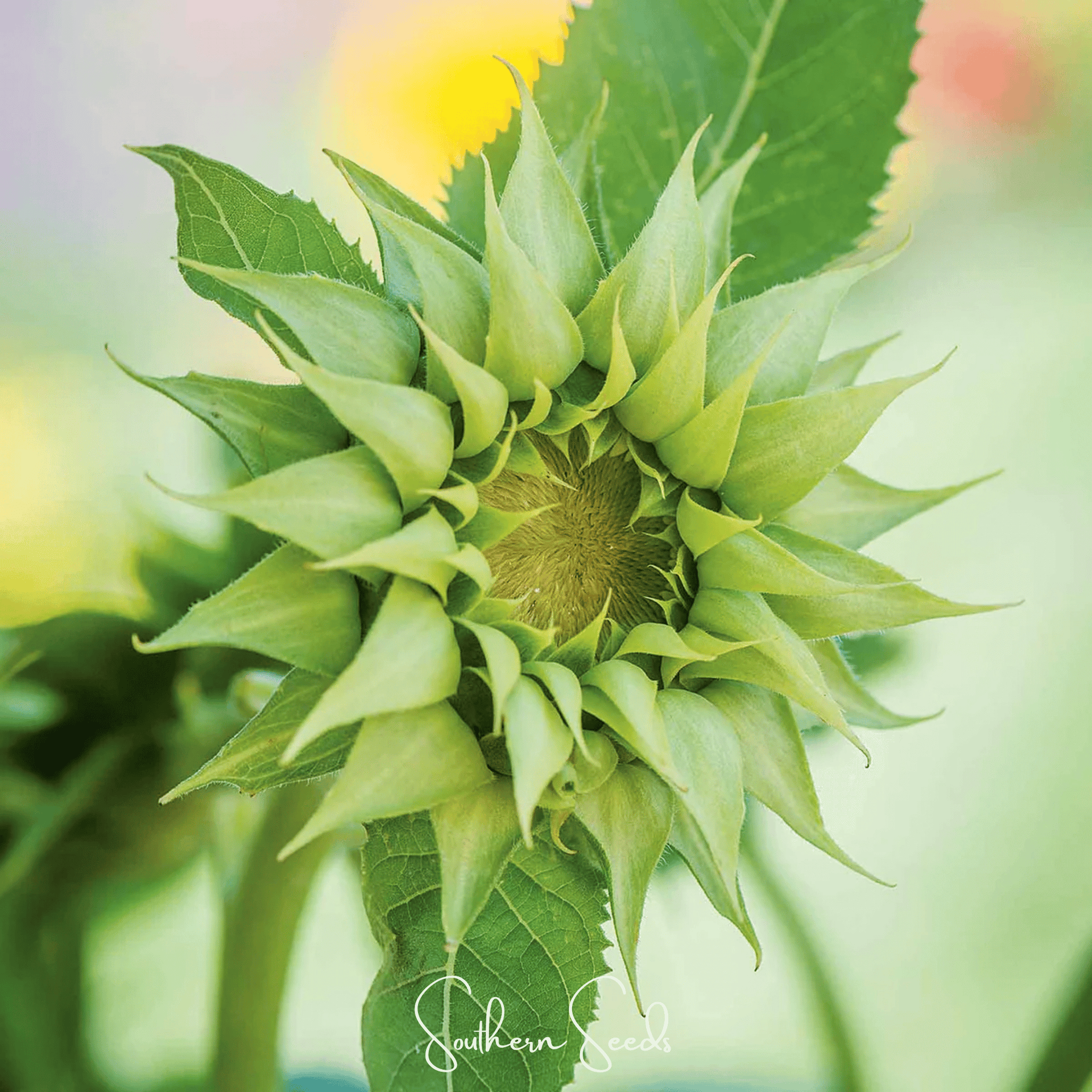 SunFill Green Sunflower – 25 Seeds