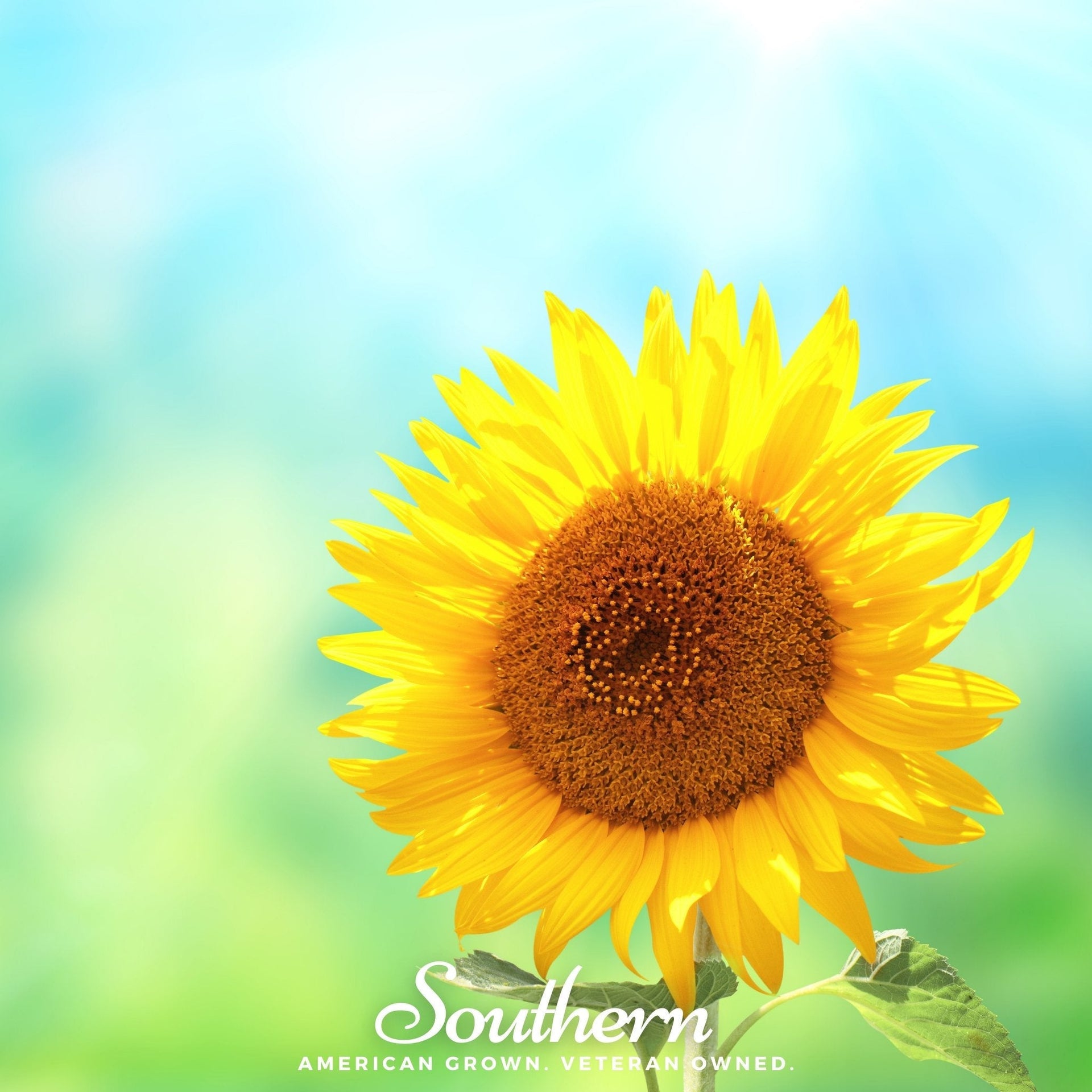 Sunspot Dwarf Sunflower – 25 Seeds