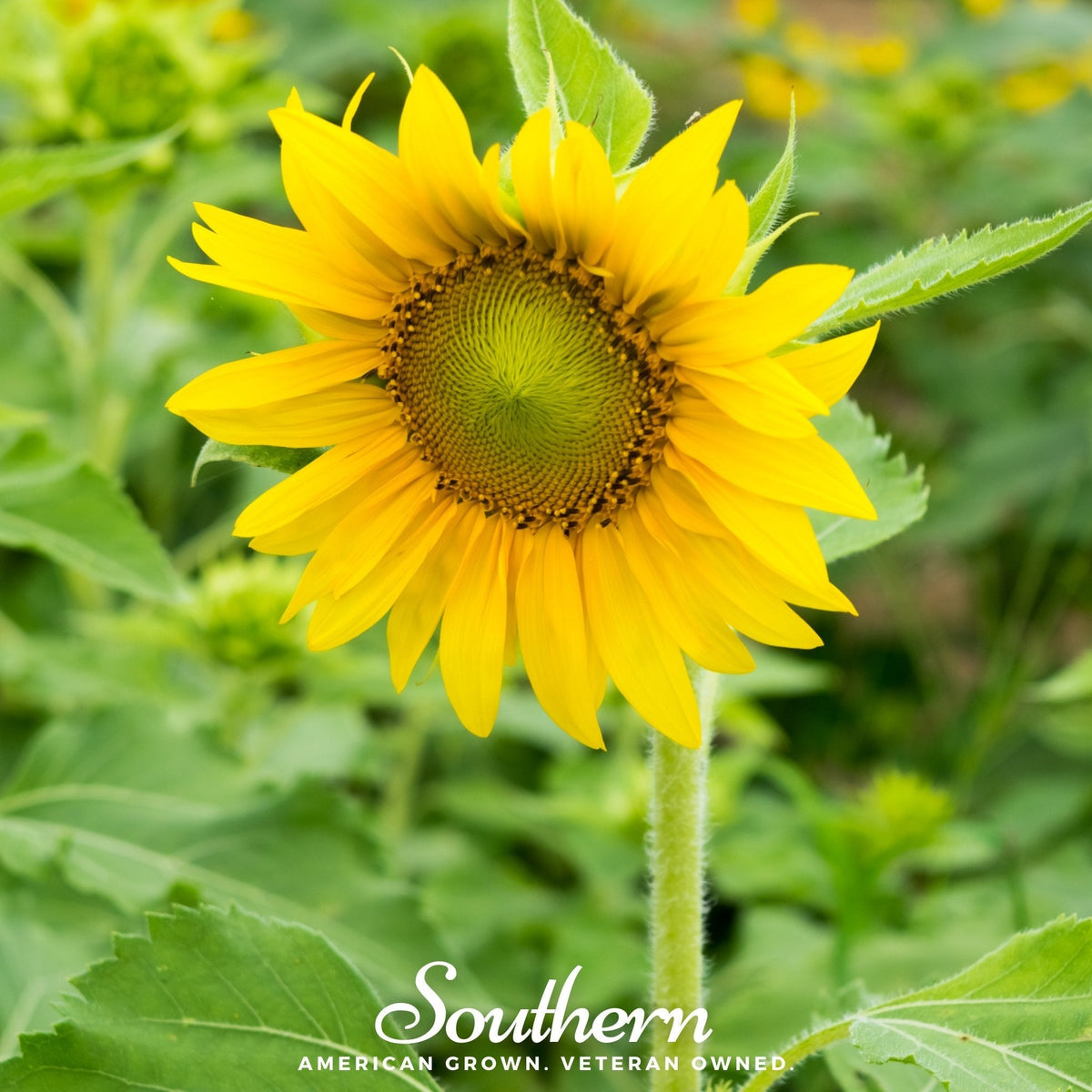 Sunspot Dwarf Sunflower – 25 Seeds – lifeintheplantlane