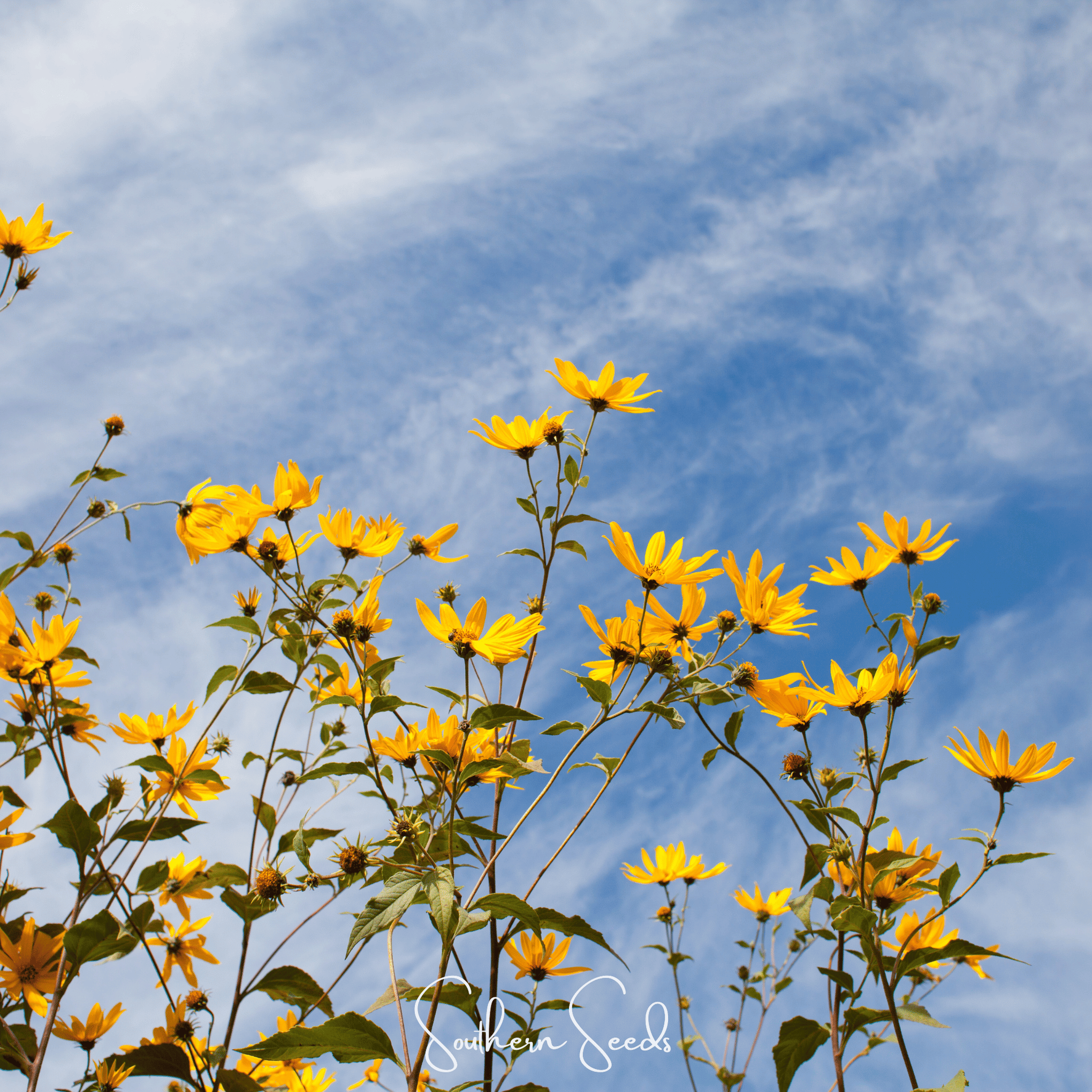 Wild Annual Sunflower – 50 Seeds