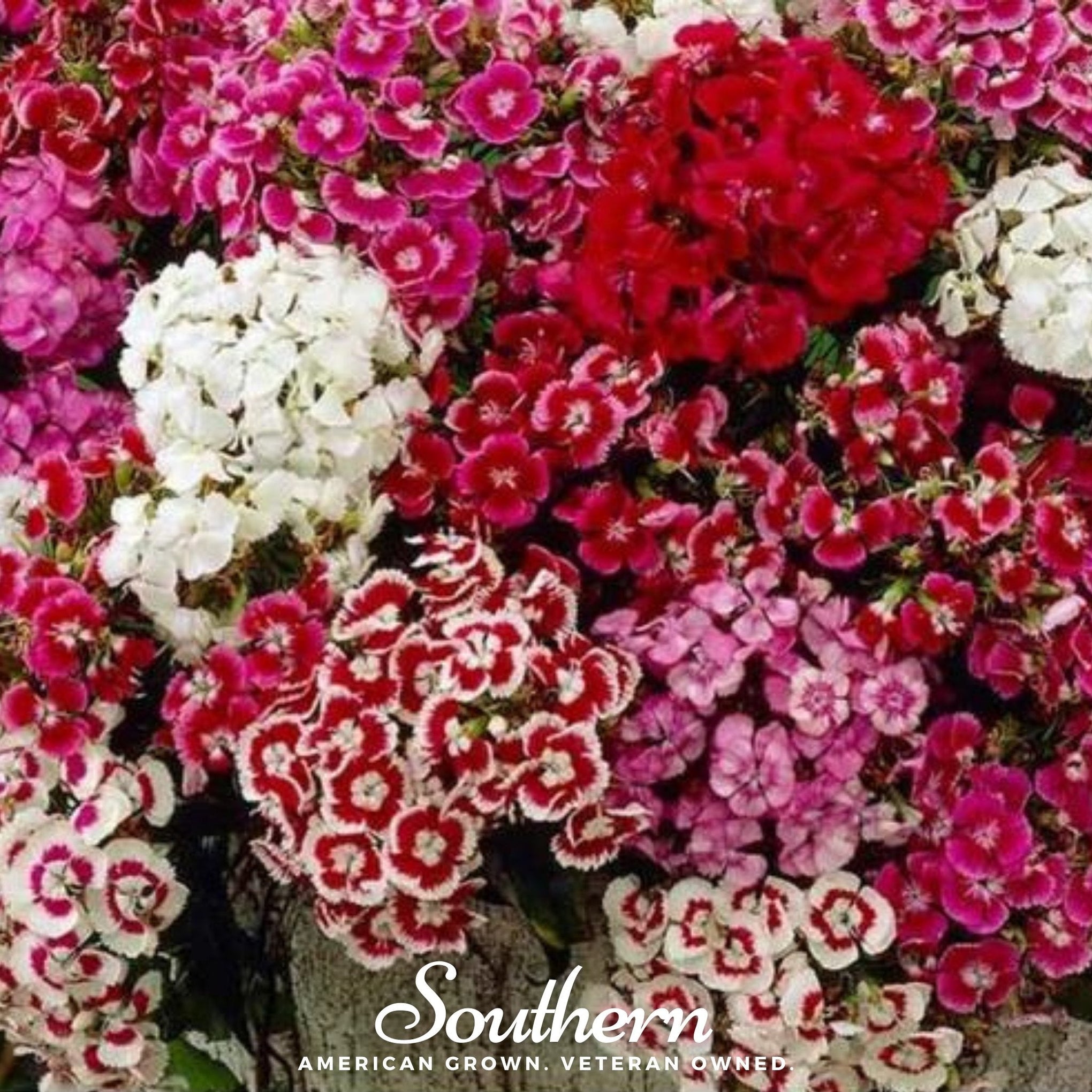 Sweet William (Dianthus) – 250 Seeds