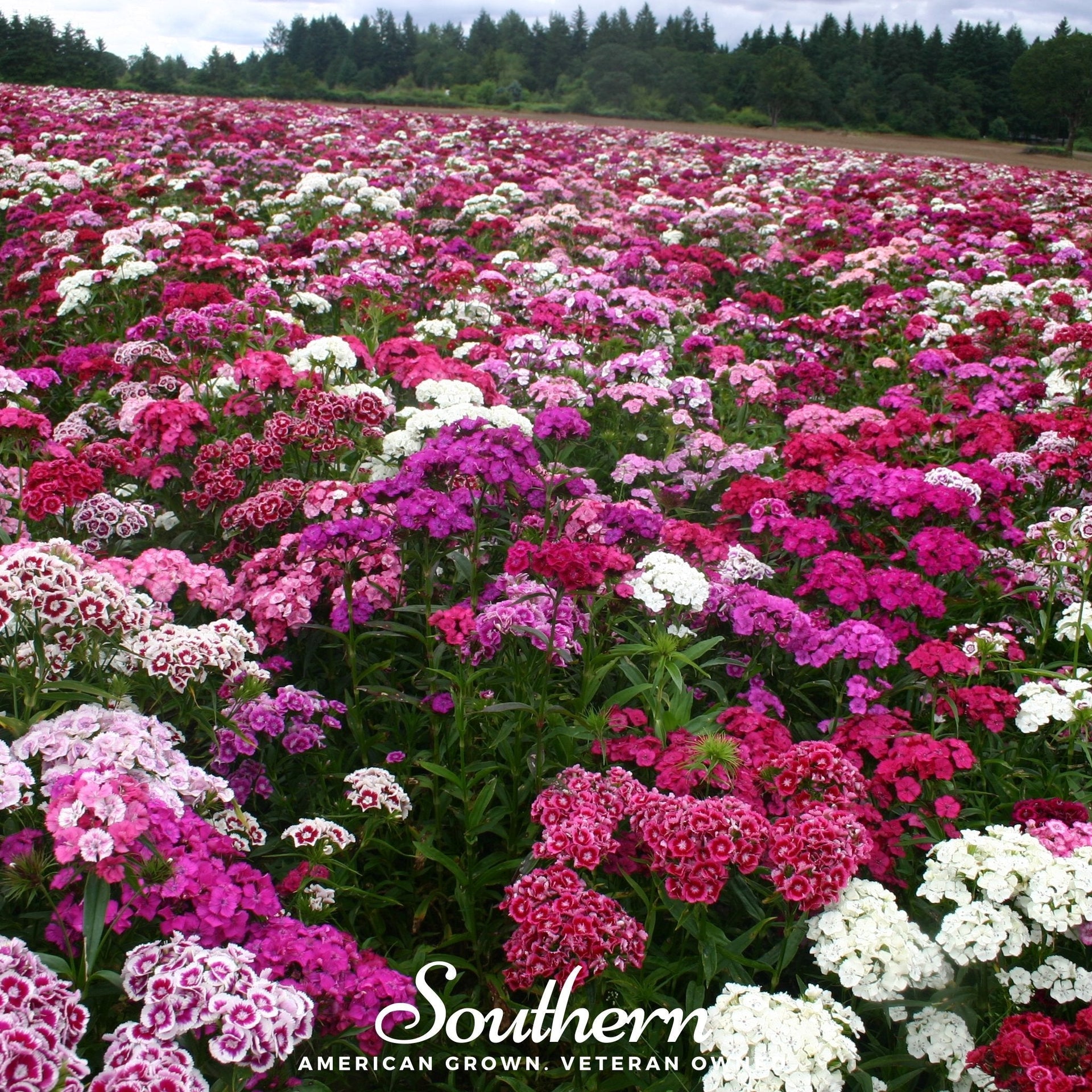 Sweet William (Dianthus) – 250 Seeds