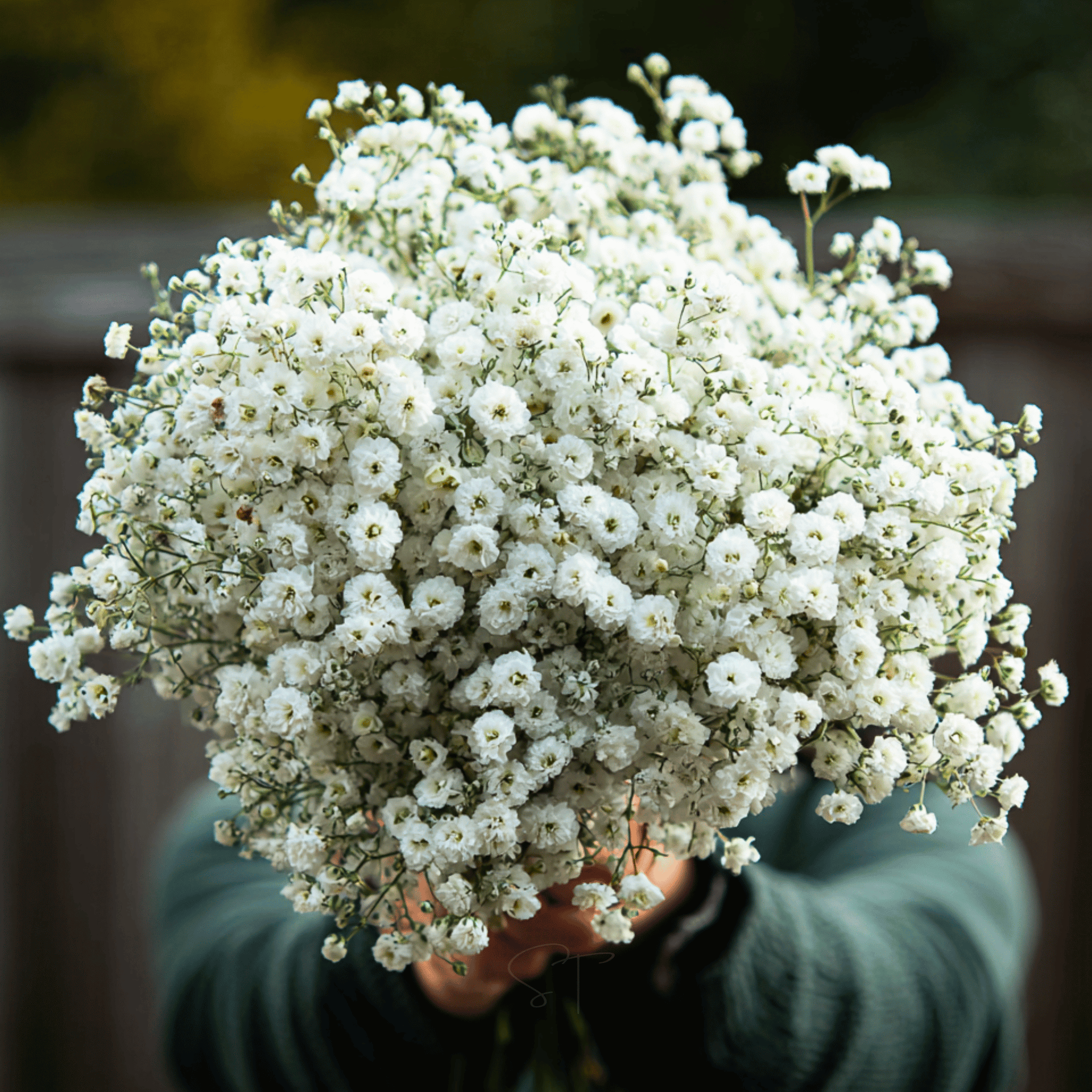 The Pearl Yarrow – 100 Seeds