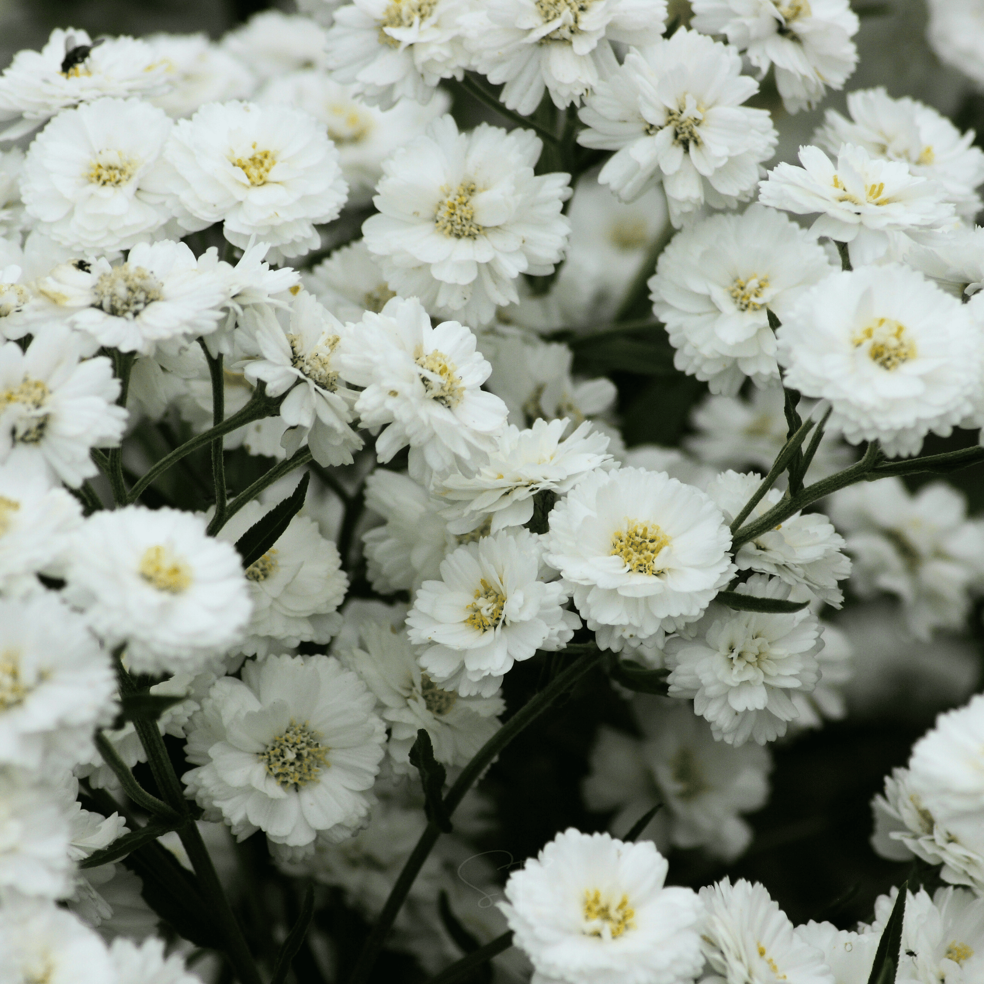 The Pearl Yarrow – 100 Seeds