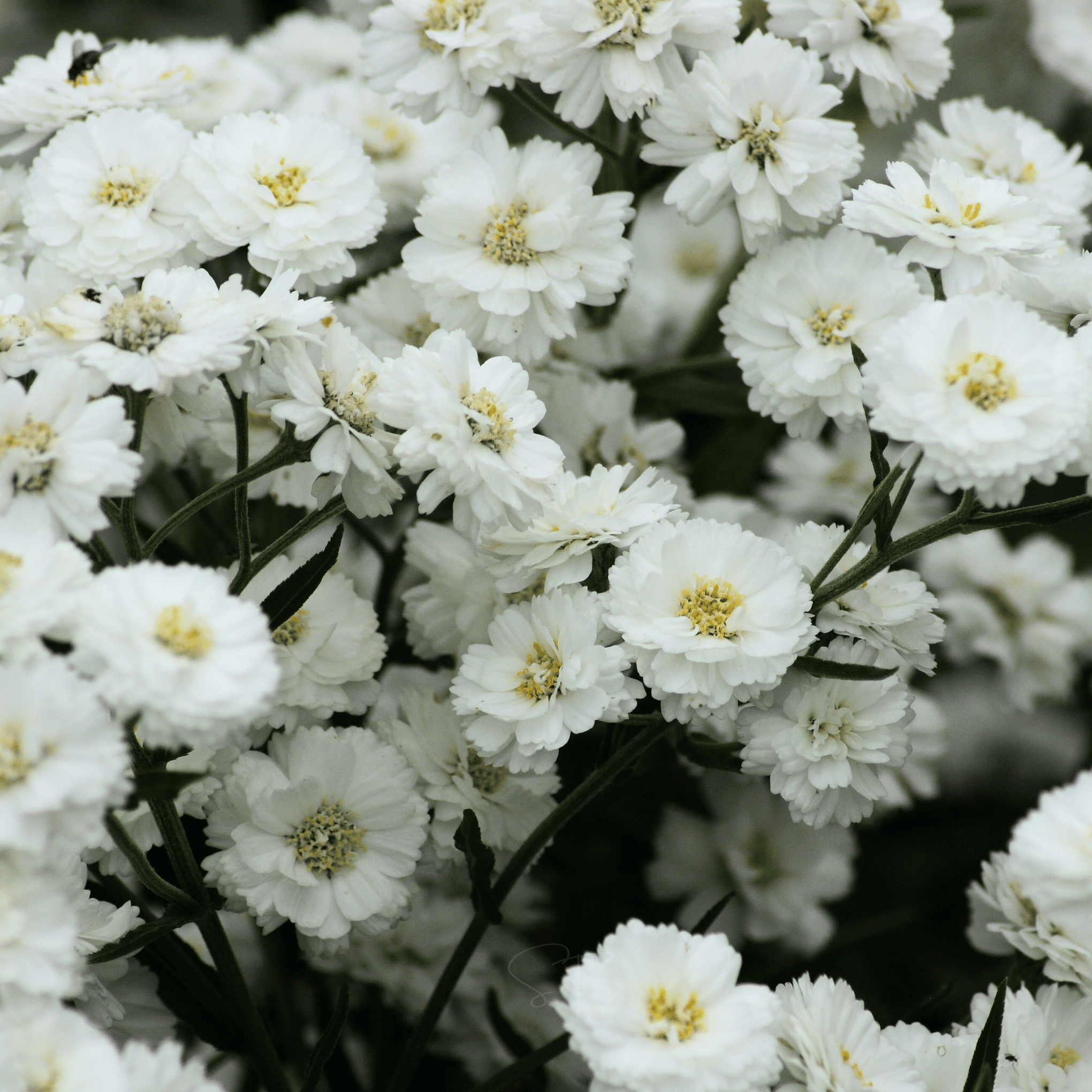 The Pearl Yarrow – 100 Seeds