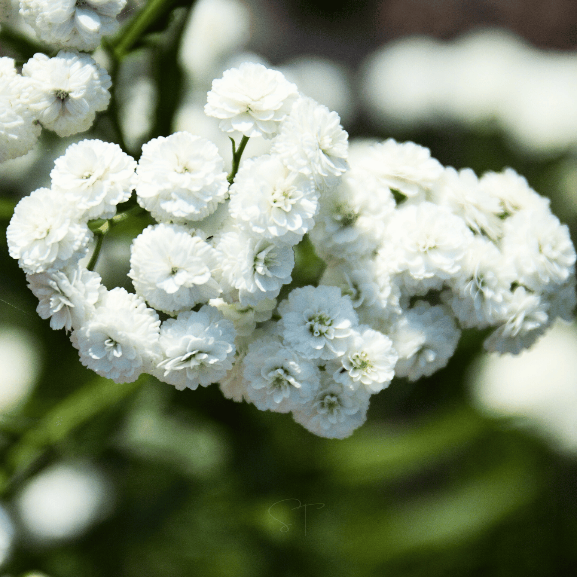 The Pearl Yarrow – 100 Seeds