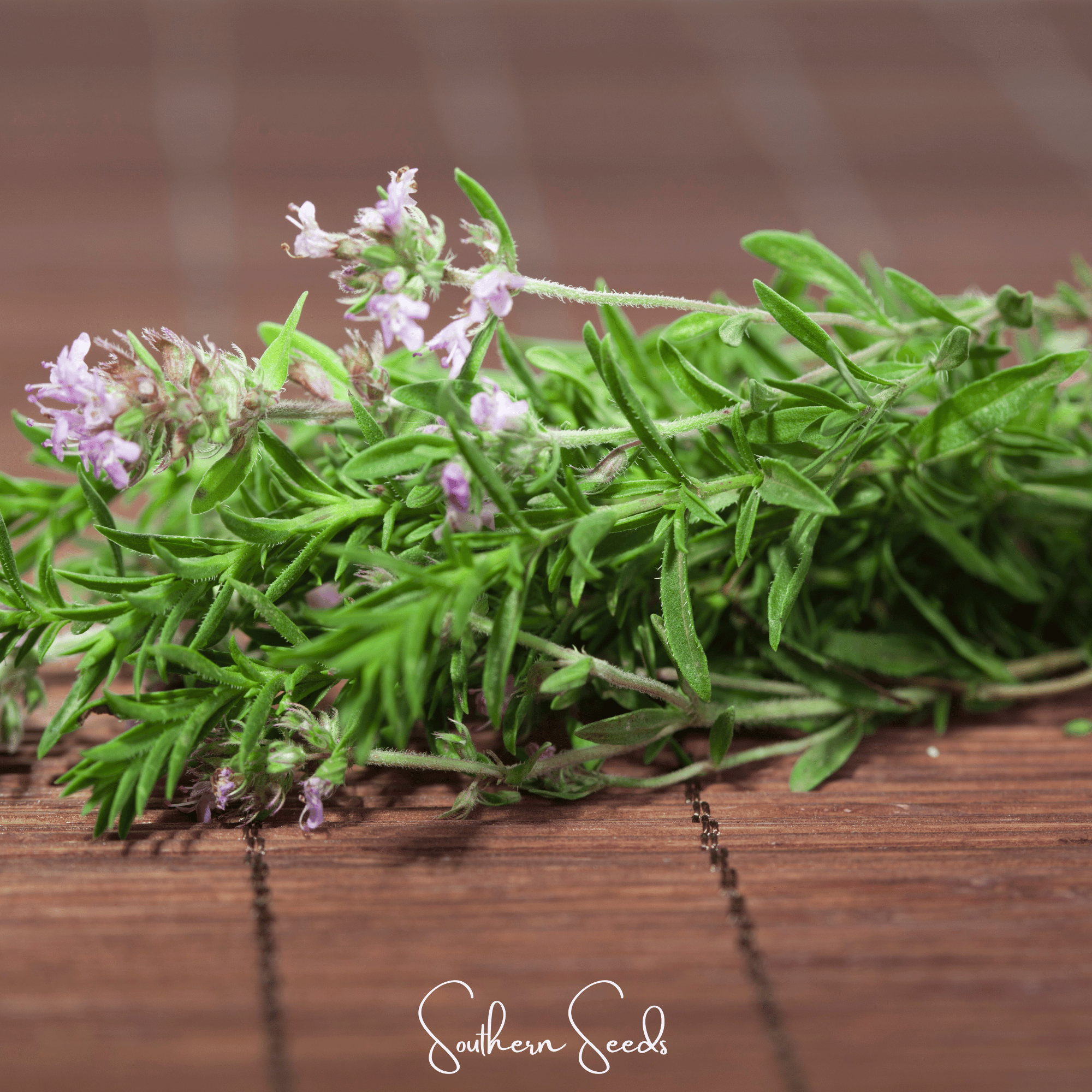 German Winter Thyme – 200 Seeds