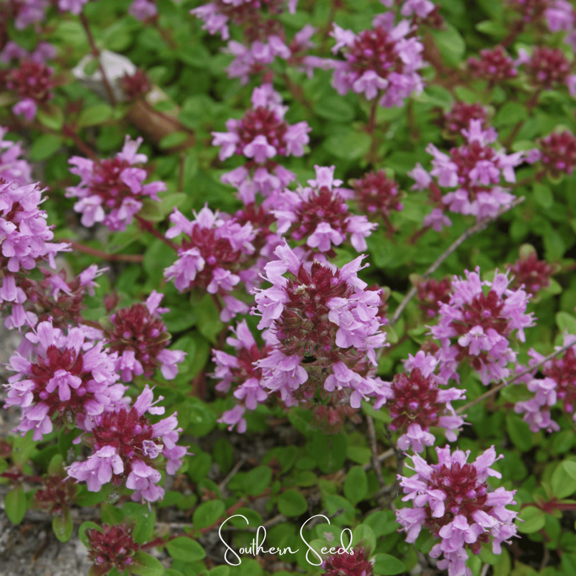 Lemon Thyme – 100 Seeds