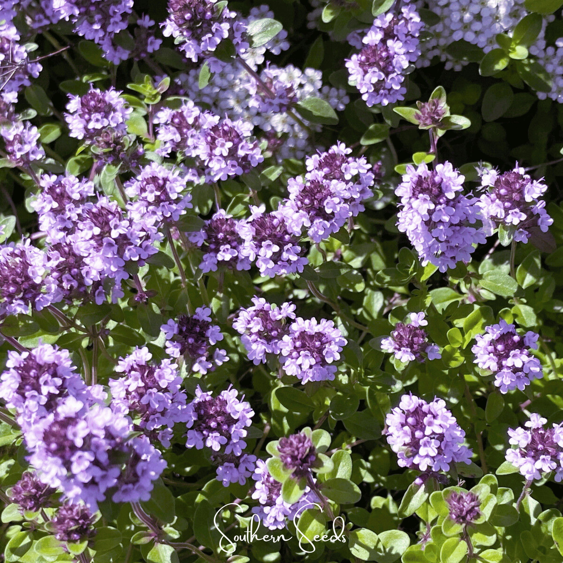 Lemon Thyme – 100 Seeds