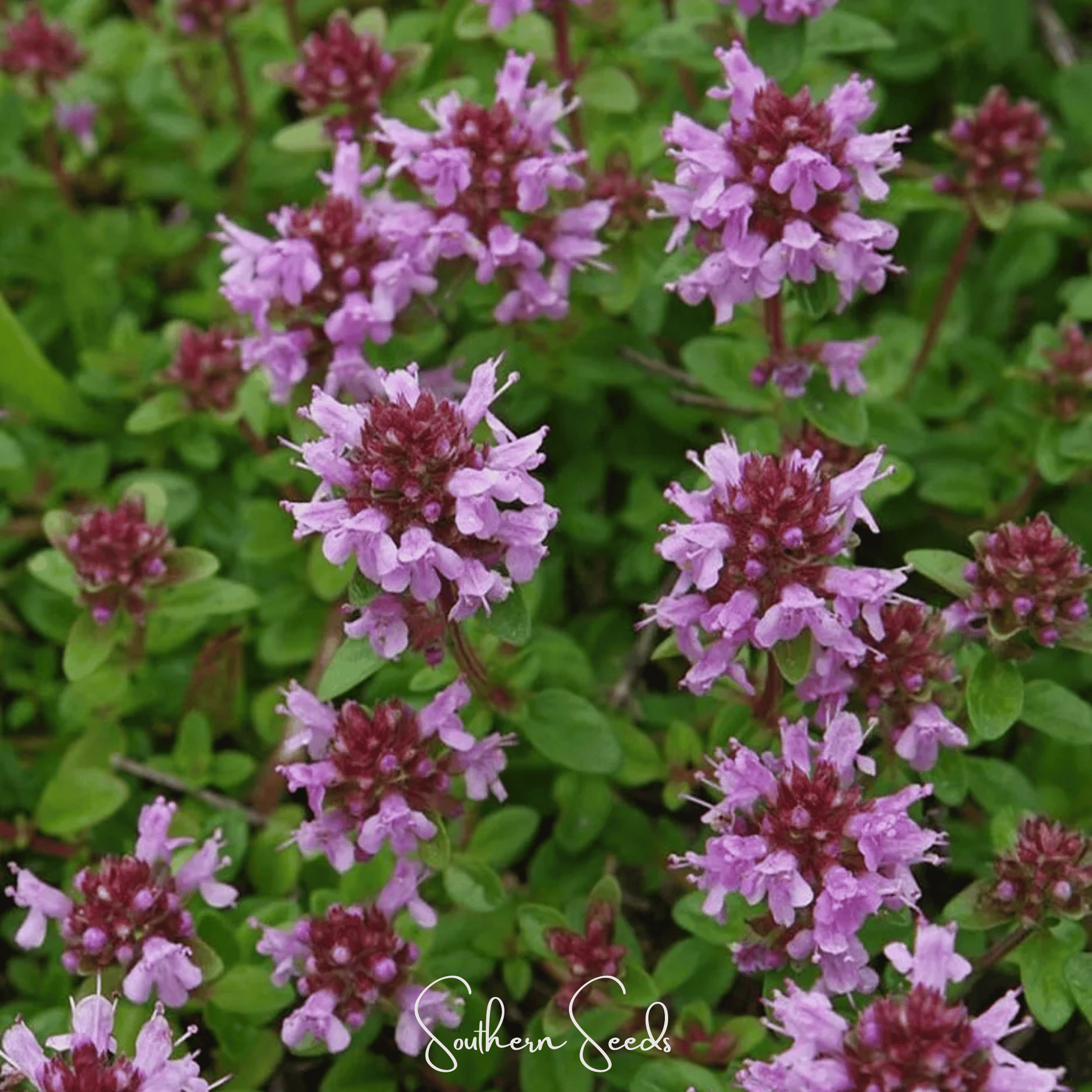 Lemon Thyme – 100 Seeds