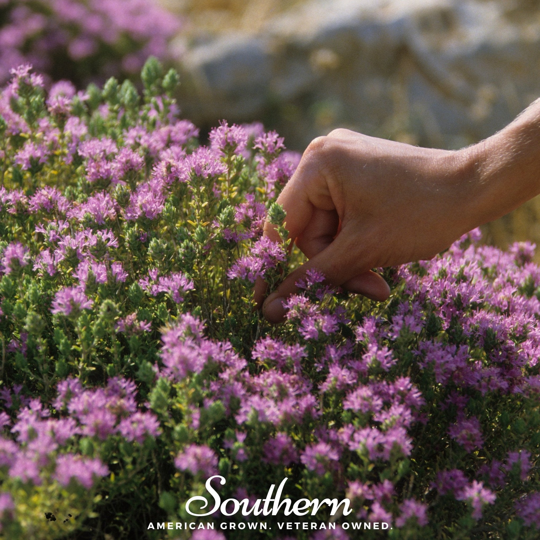 Wild Thyme – 100 Seeds