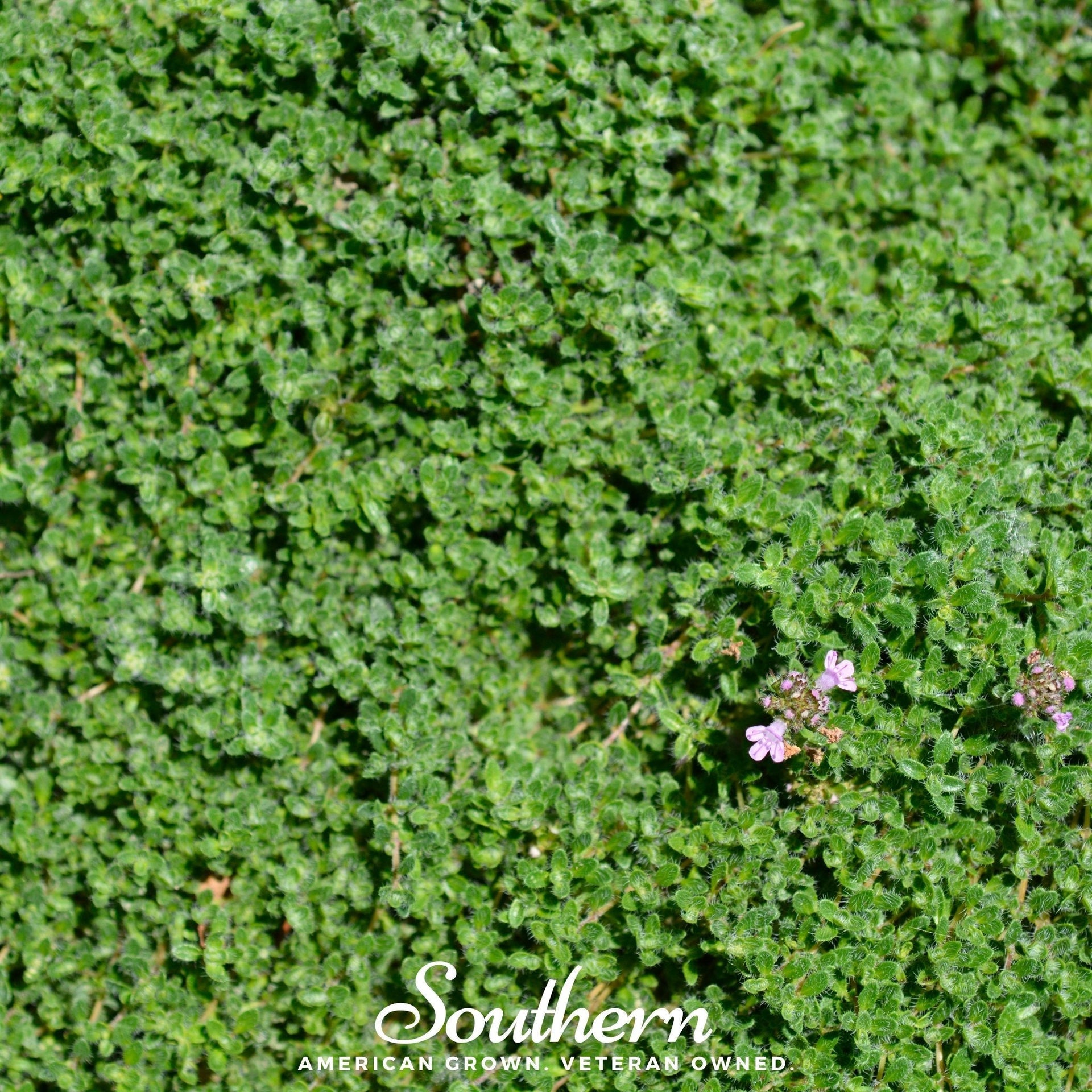 Wild Thyme – 100 Seeds