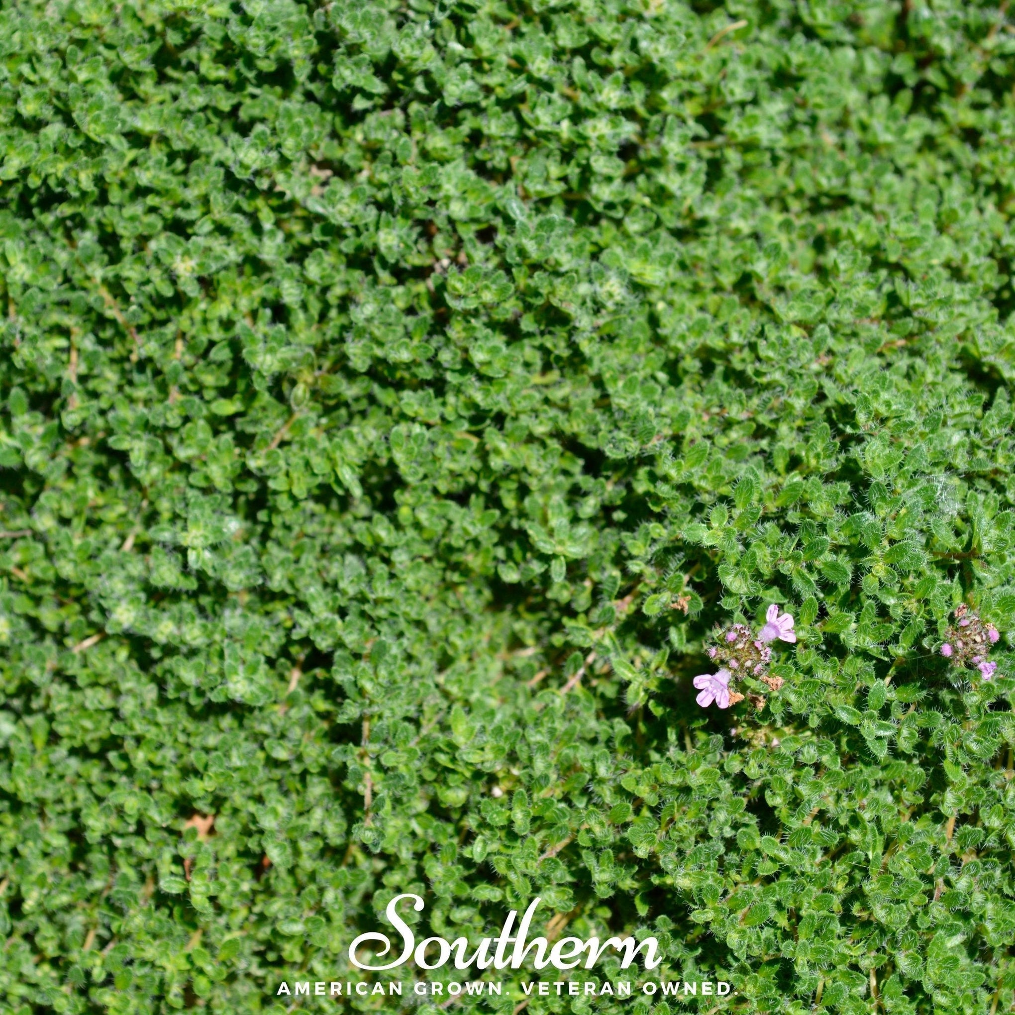 Wild Thyme – 100 Seeds