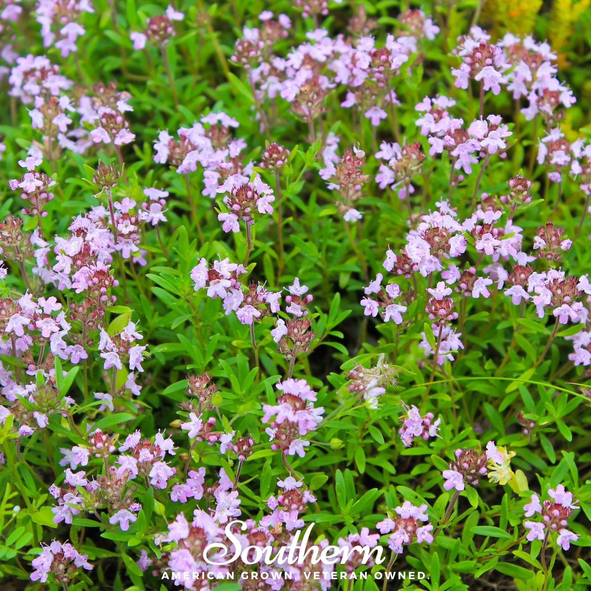 Wild Thyme – 100 Seeds