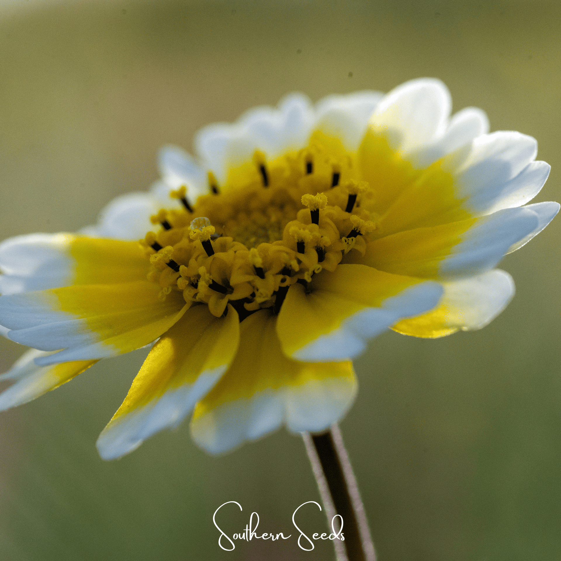 Tidy Tips – 100 Seeds